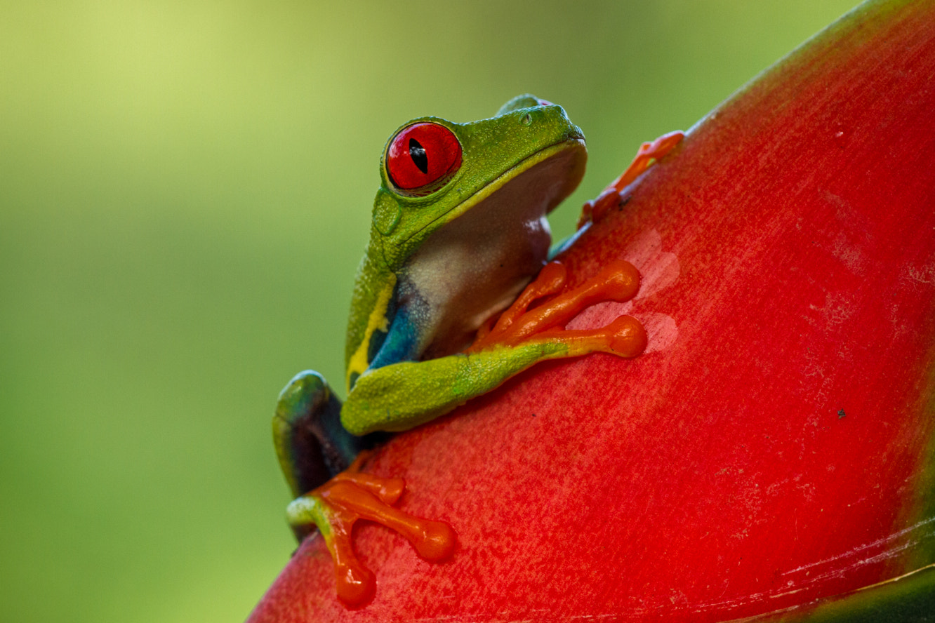 Sigma APO Macro 150mm f/2.8 EX DG HSM sample photo. Costarica photography