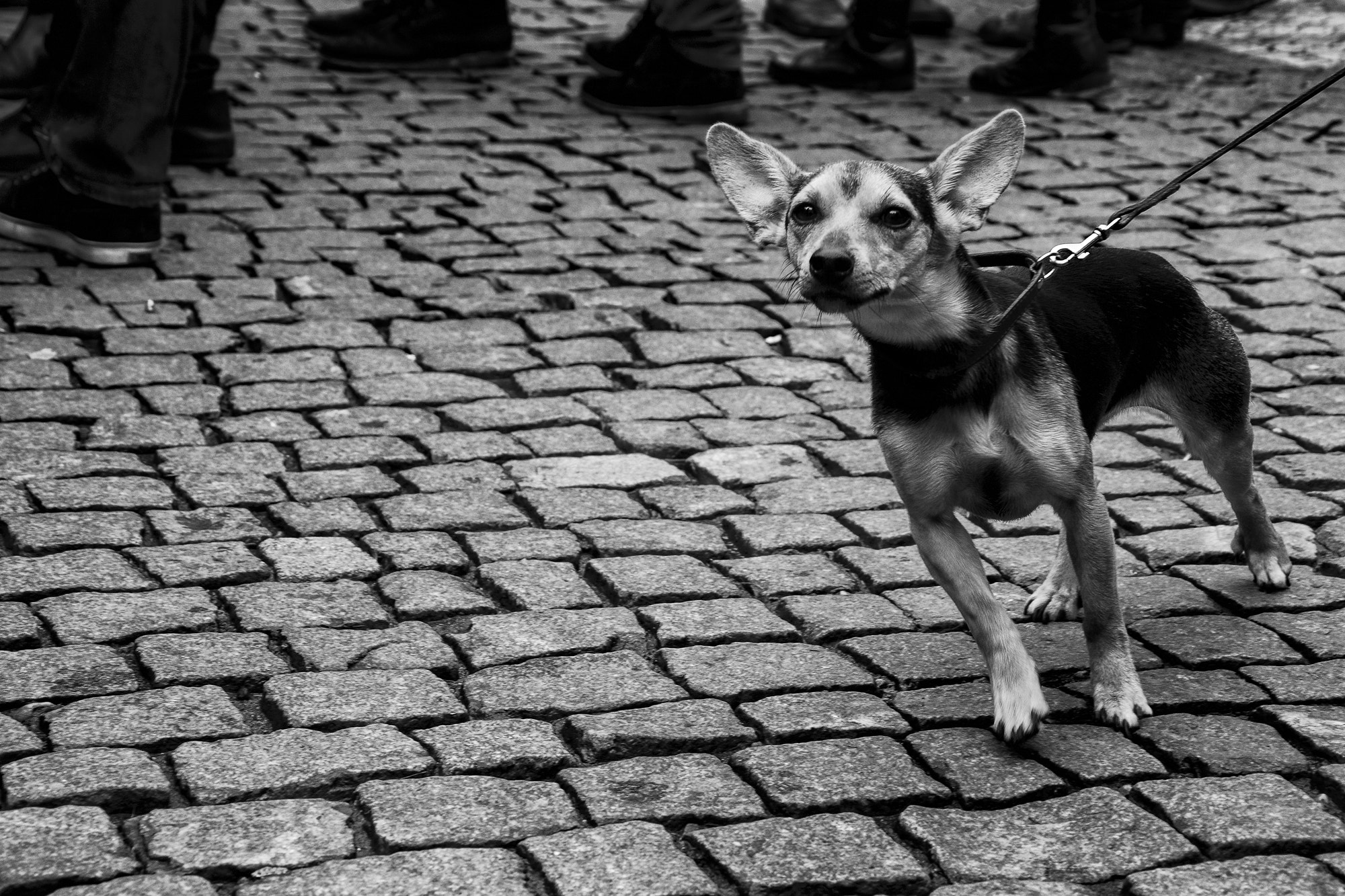 Nikon AF-S Nikkor 500mm F4D ED-IF II sample photo. Curious dog photography