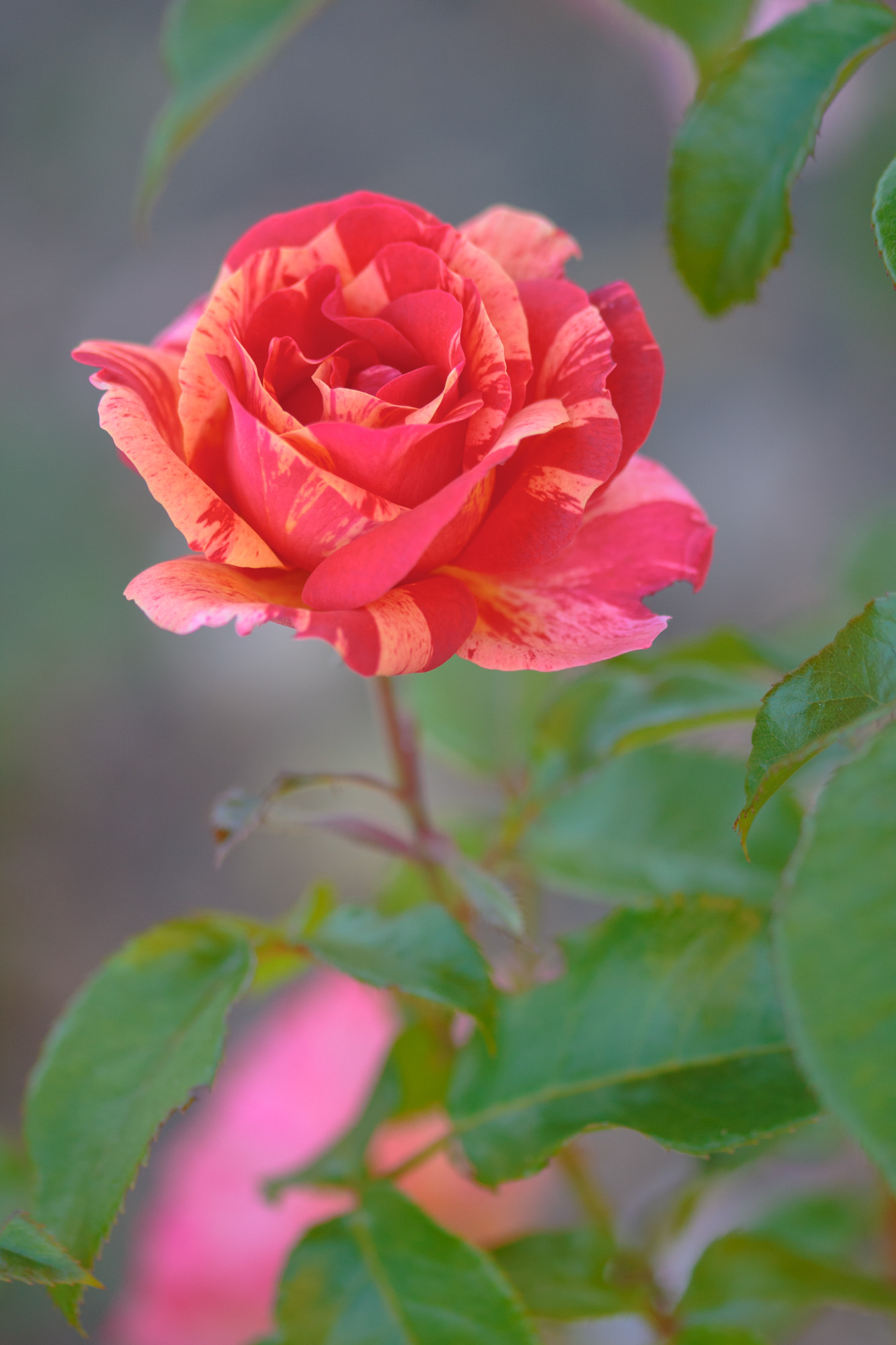 Sigma 105mm F2.8 EX DG OS HSM sample photo. Nature  photography