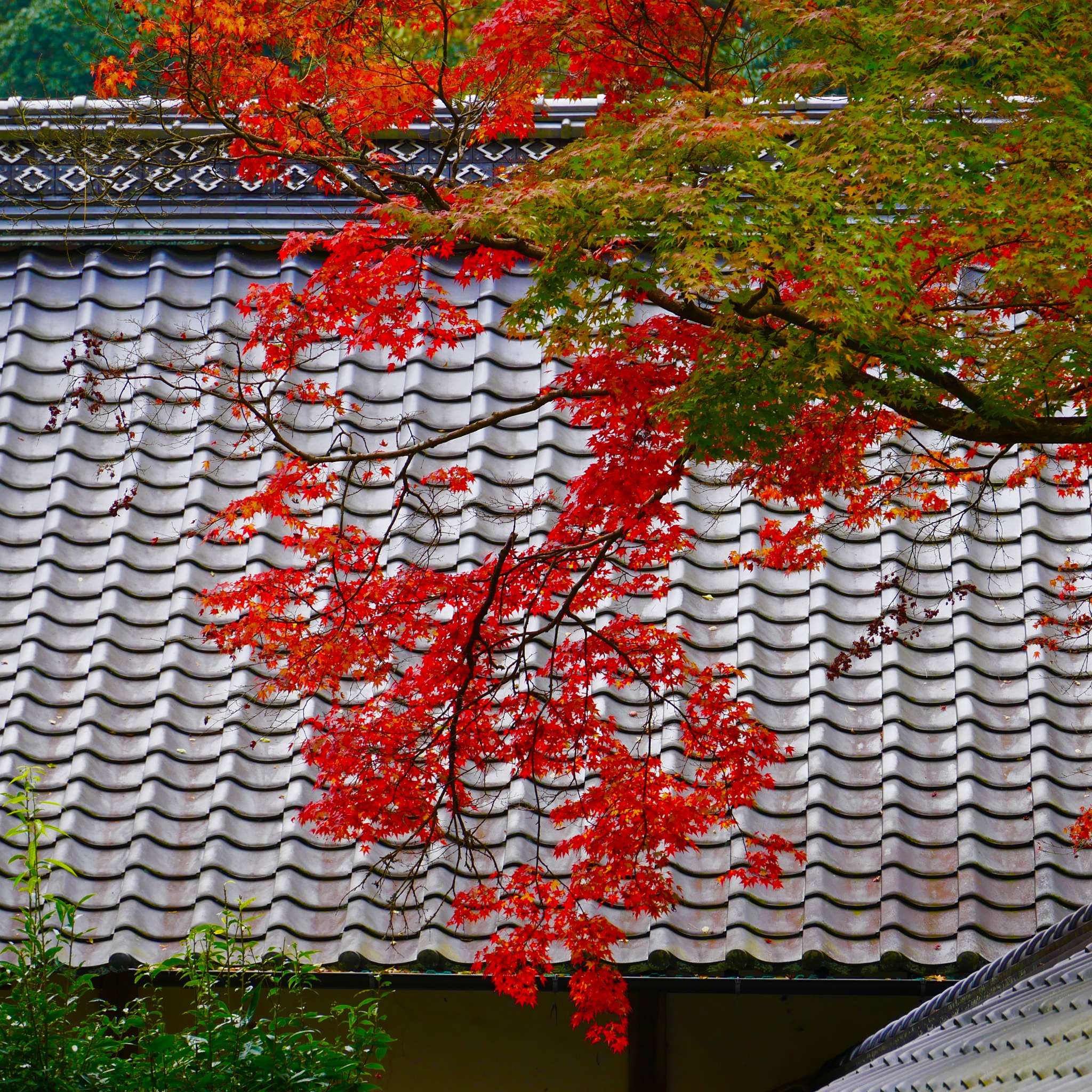 LUMIX G VARIO 35-100/F4.0-5.6 sample photo. 佛通寺 buttsuji photography