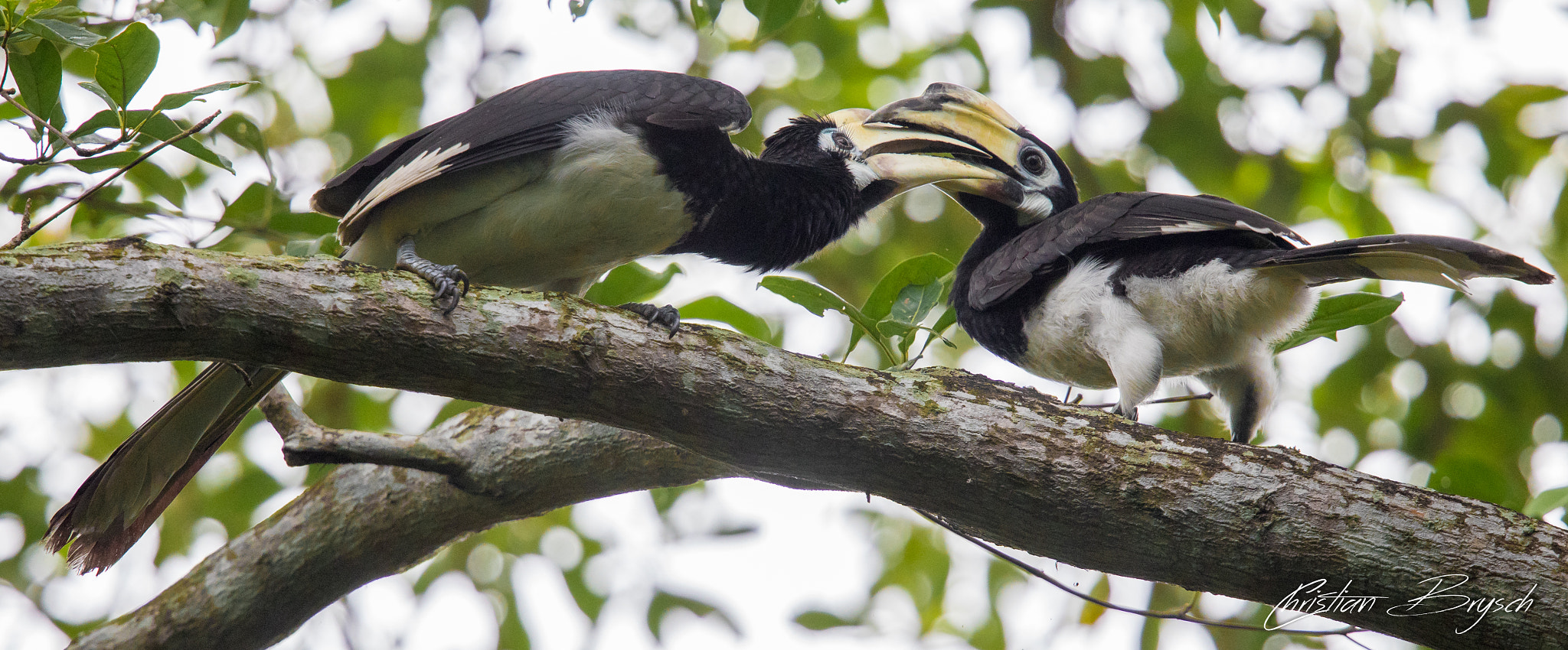 Canon EF 500mm F4L IS II USM sample photo. Oriental pied hornbill photography