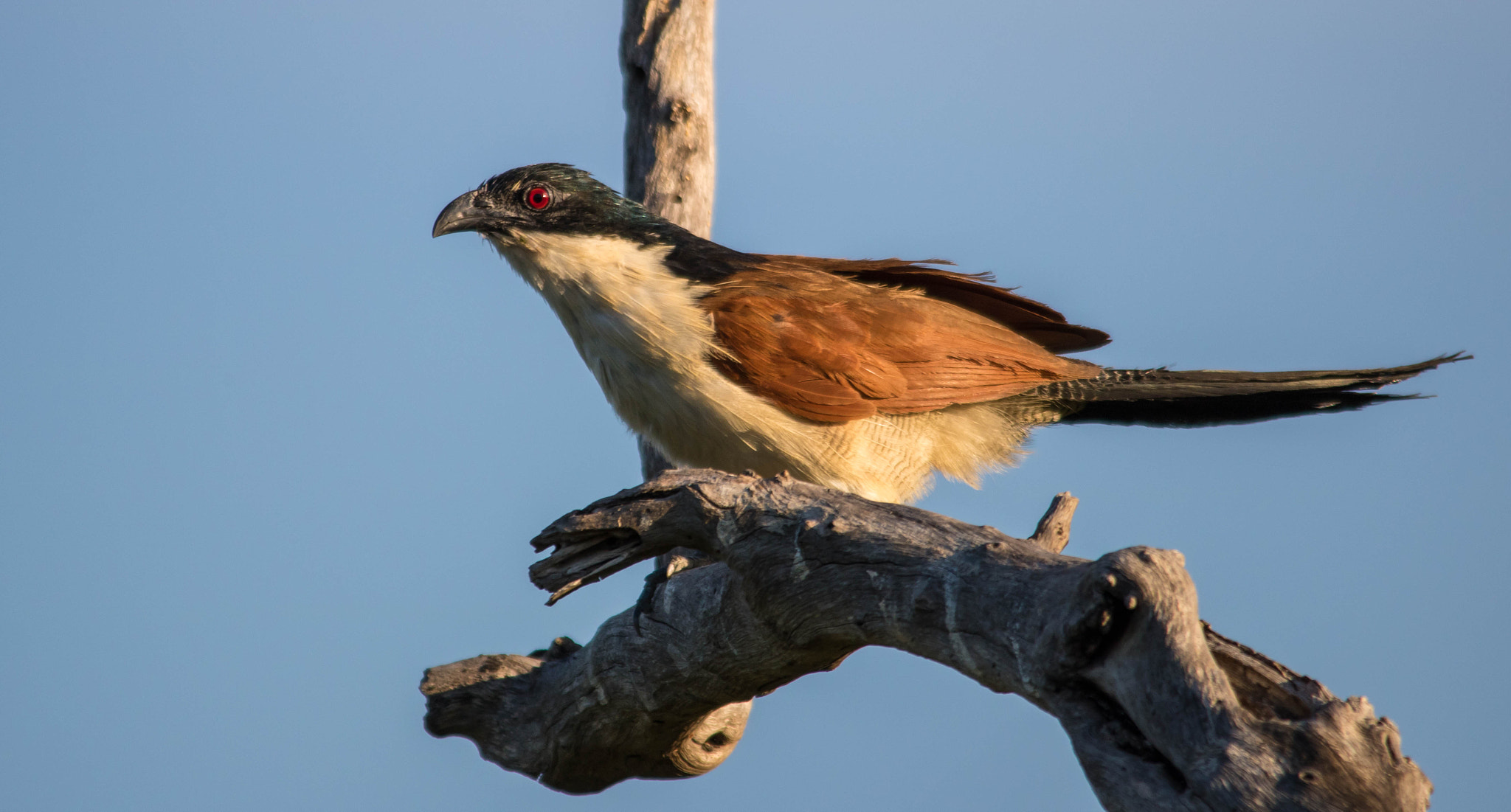 Sigma 150-500mm F5-6.3 DG OS HSM sample photo. Burchell's coucal photography