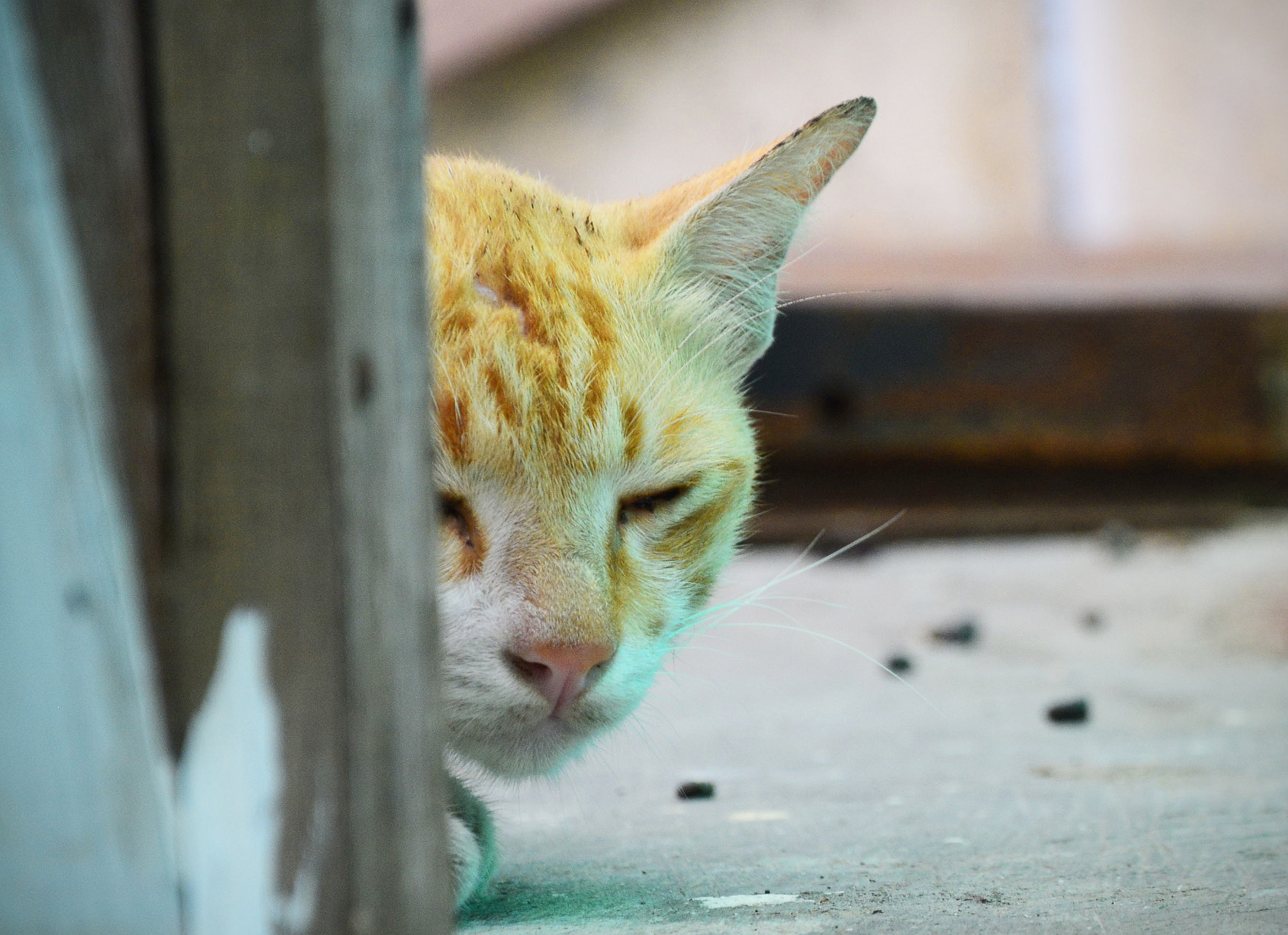 AF Zoom-Nikkor 35-70mm f/2.8D N sample photo. Sleepy cat photography