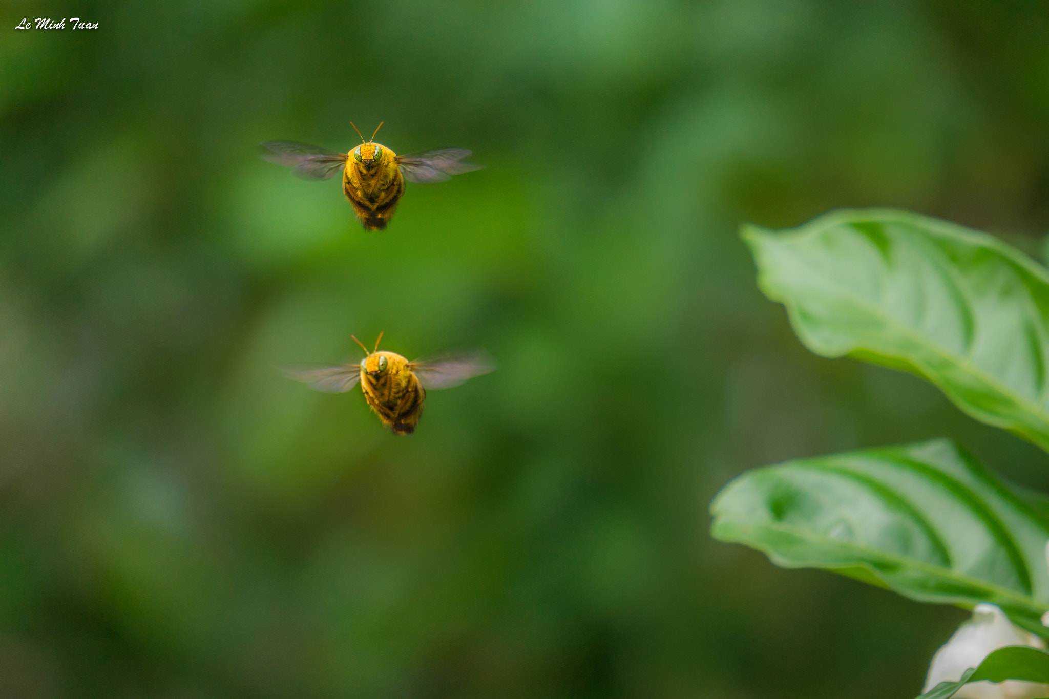 Sony Alpha NEX-7 sample photo. Flying together photography