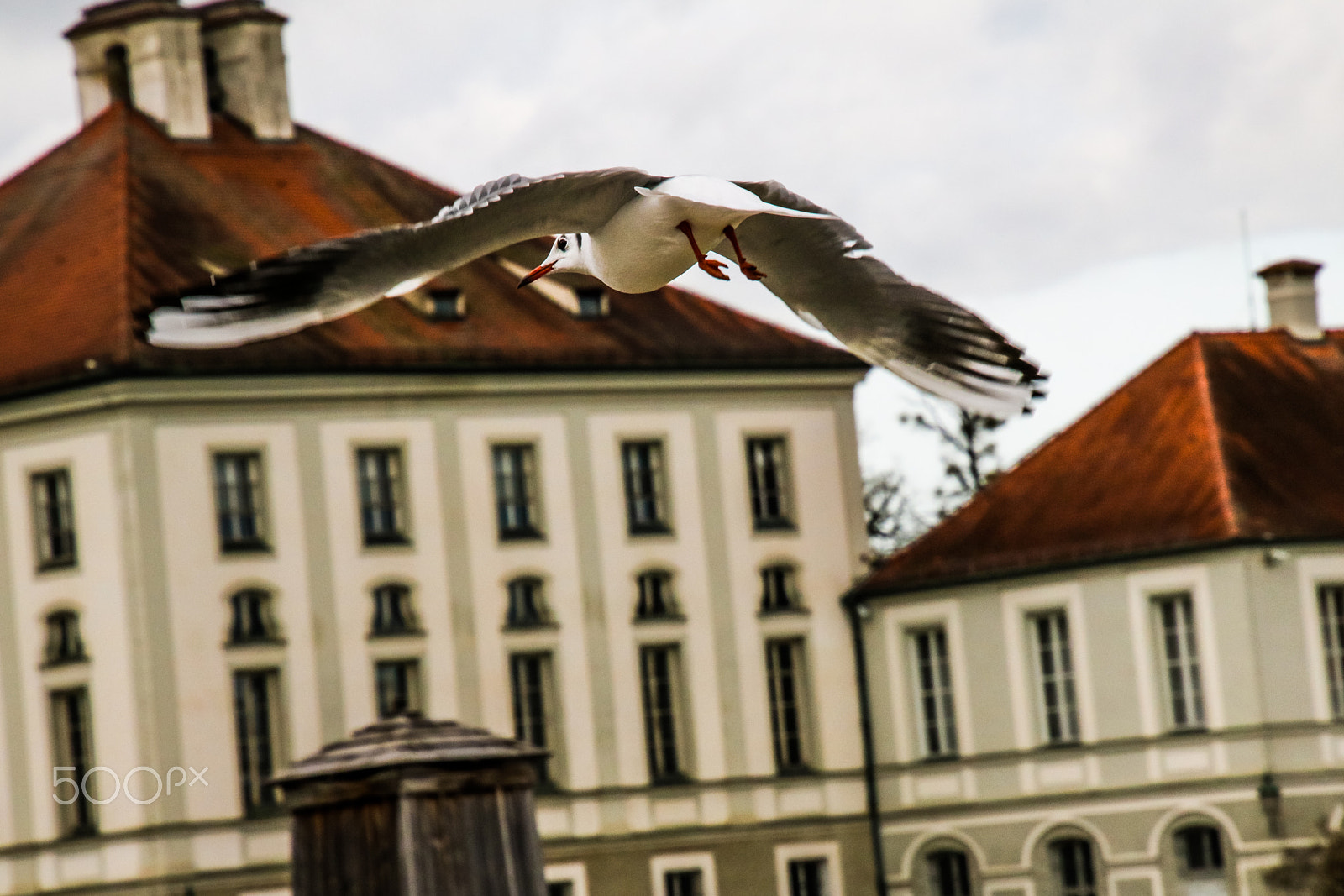 Canon EOS 750D (EOS Rebel T6i / EOS Kiss X8i) sample photo. Gull photography