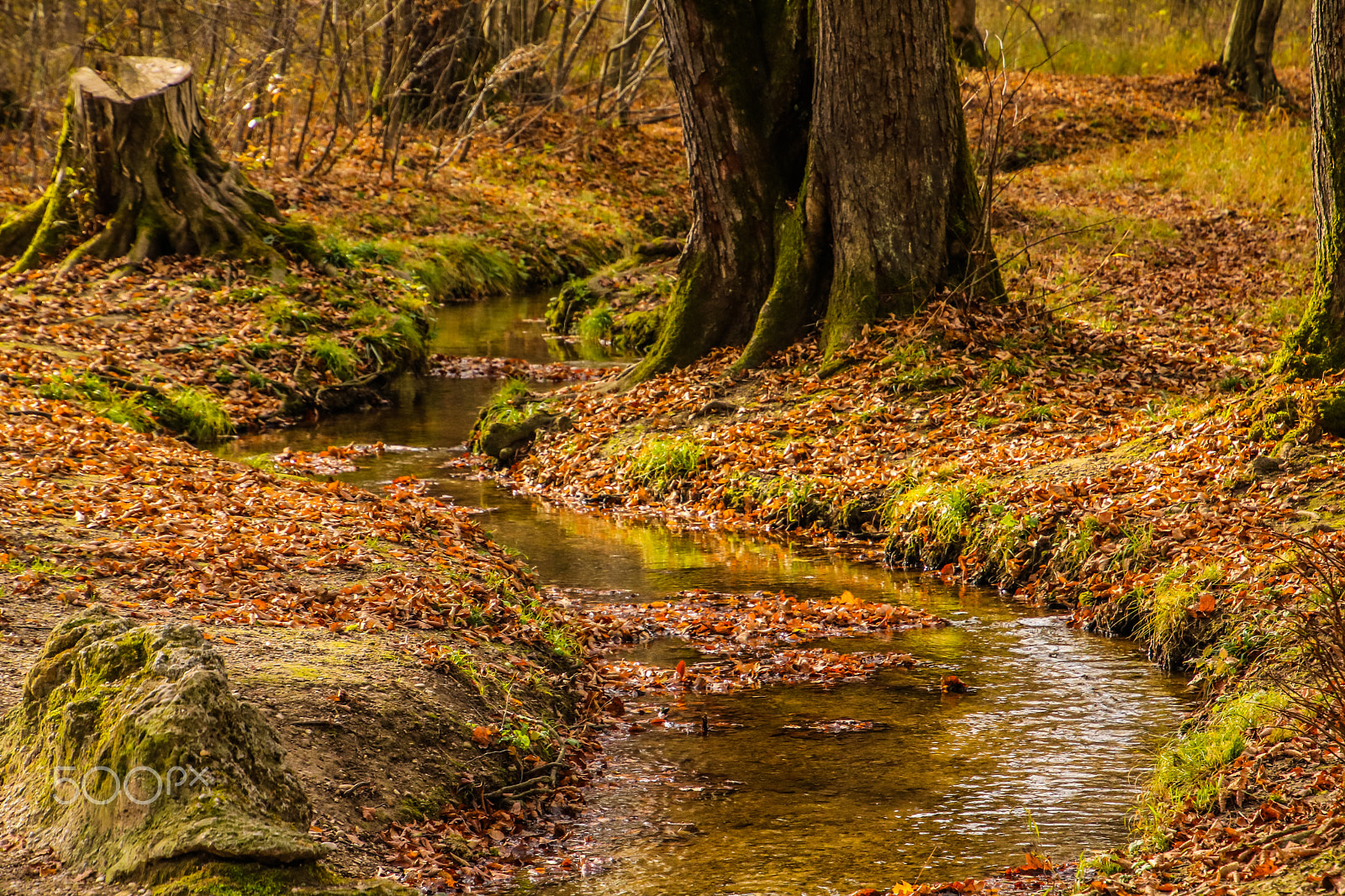 Canon EOS 750D (EOS Rebel T6i / EOS Kiss X8i) sample photo. Autumn photography
