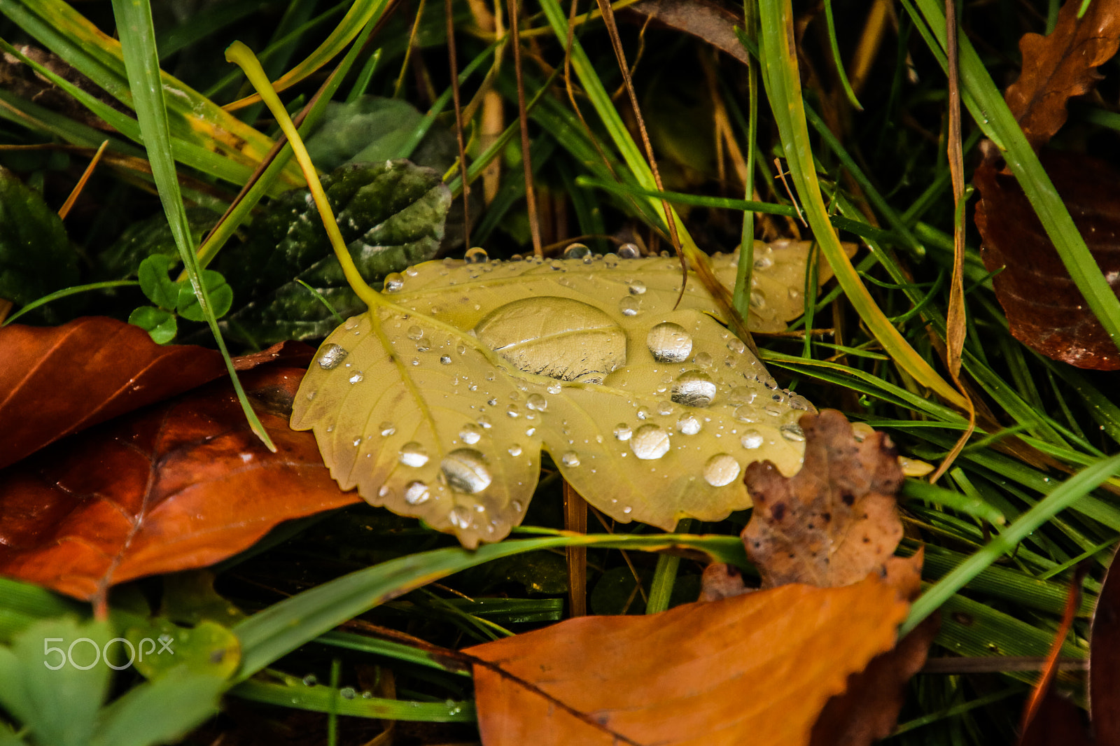 Canon EOS 750D (EOS Rebel T6i / EOS Kiss X8i) sample photo. Autumn photography