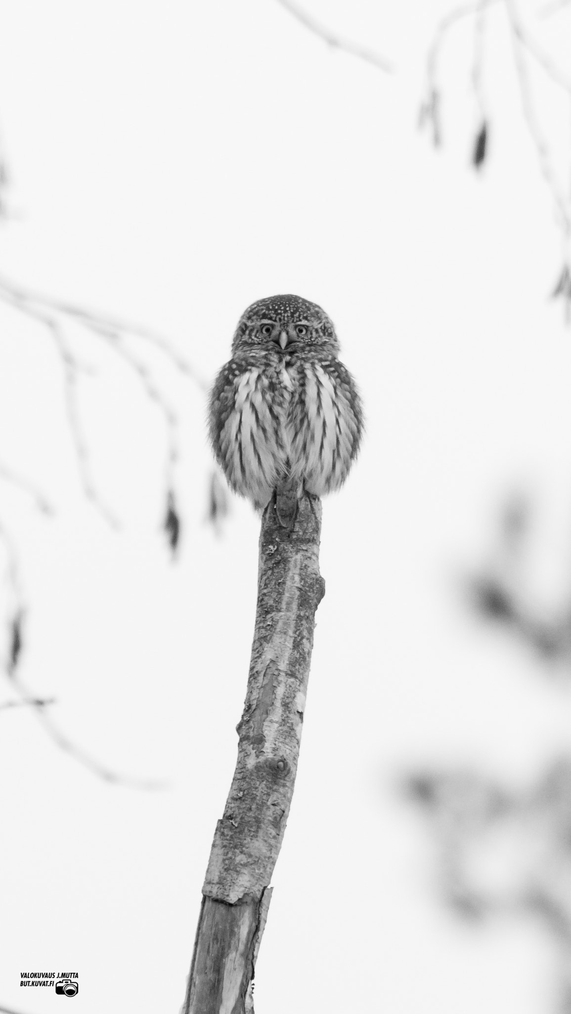 Sigma 50-500mm F4.5-6.3 DG OS HSM sample photo. European pygmy owl photography