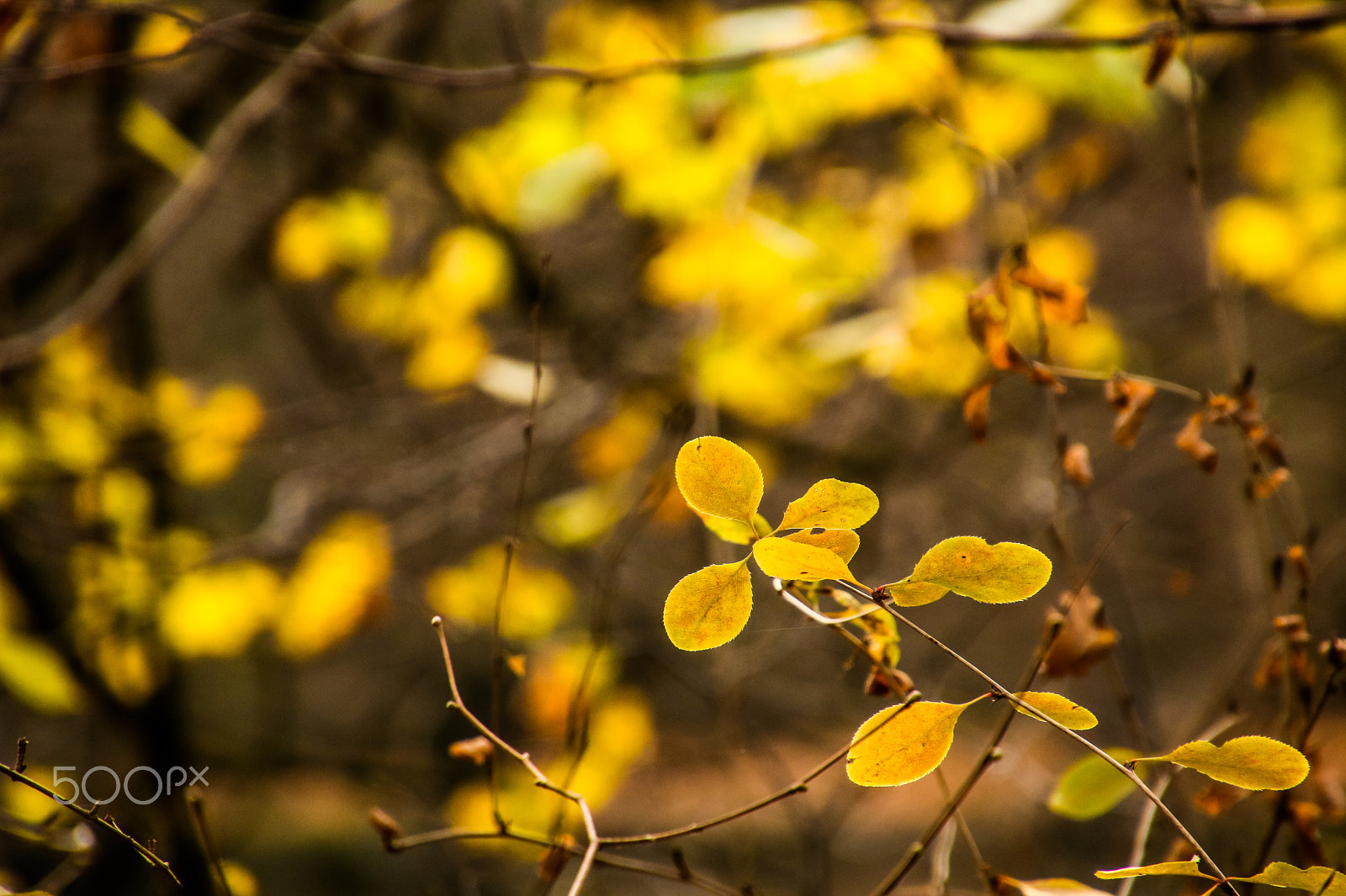 Canon EOS 750D (EOS Rebel T6i / EOS Kiss X8i) sample photo. Autumn photography