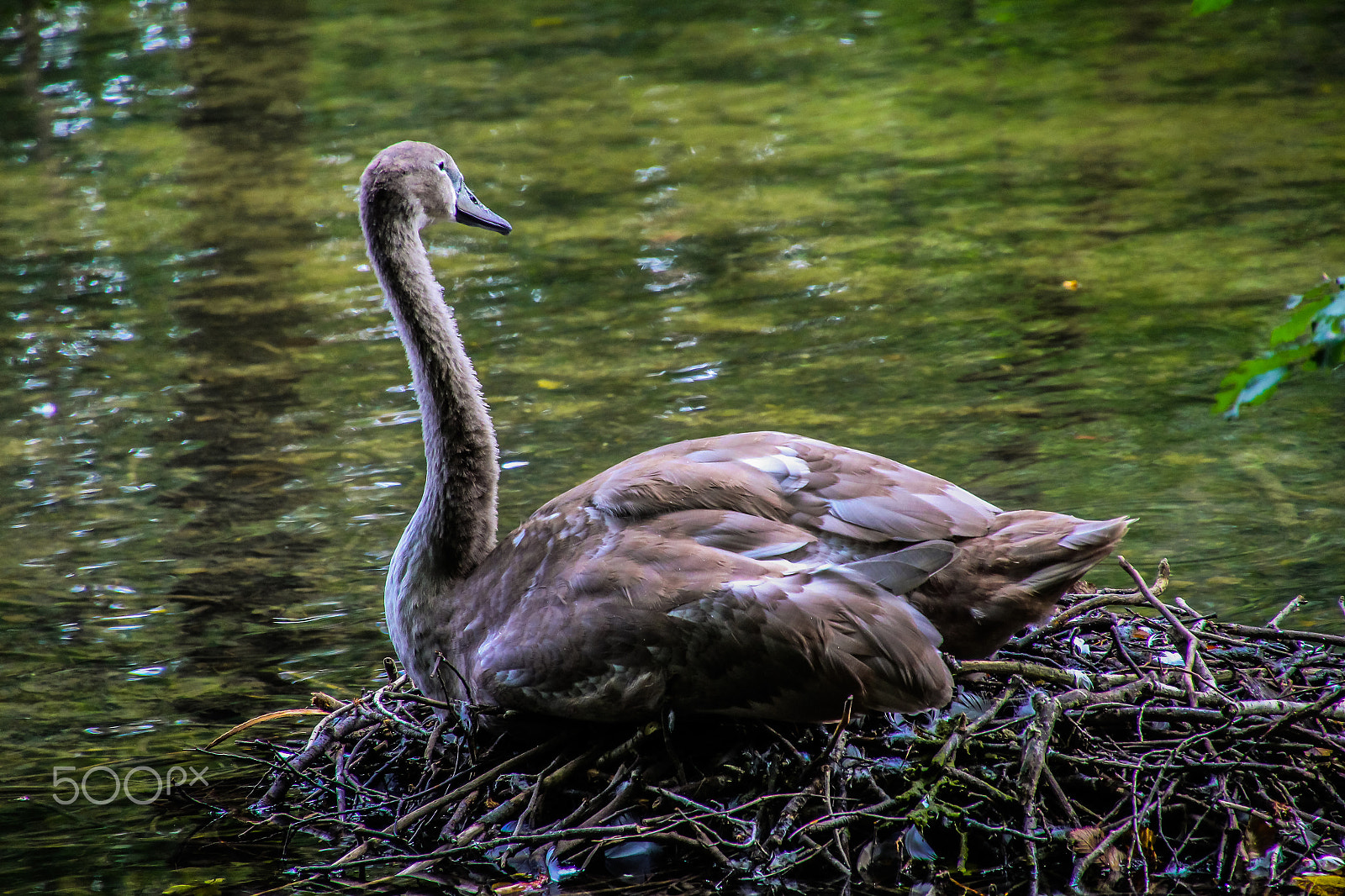 Canon EOS M sample photo. Young swan photography