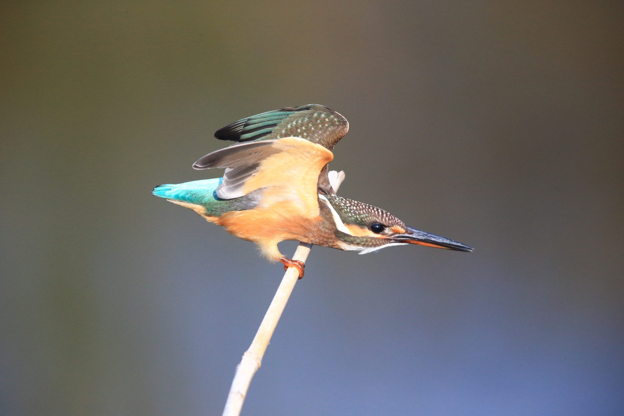 Canon EOS-1D X + Canon EF 600mm F4L IS II USM sample photo. 119 photography