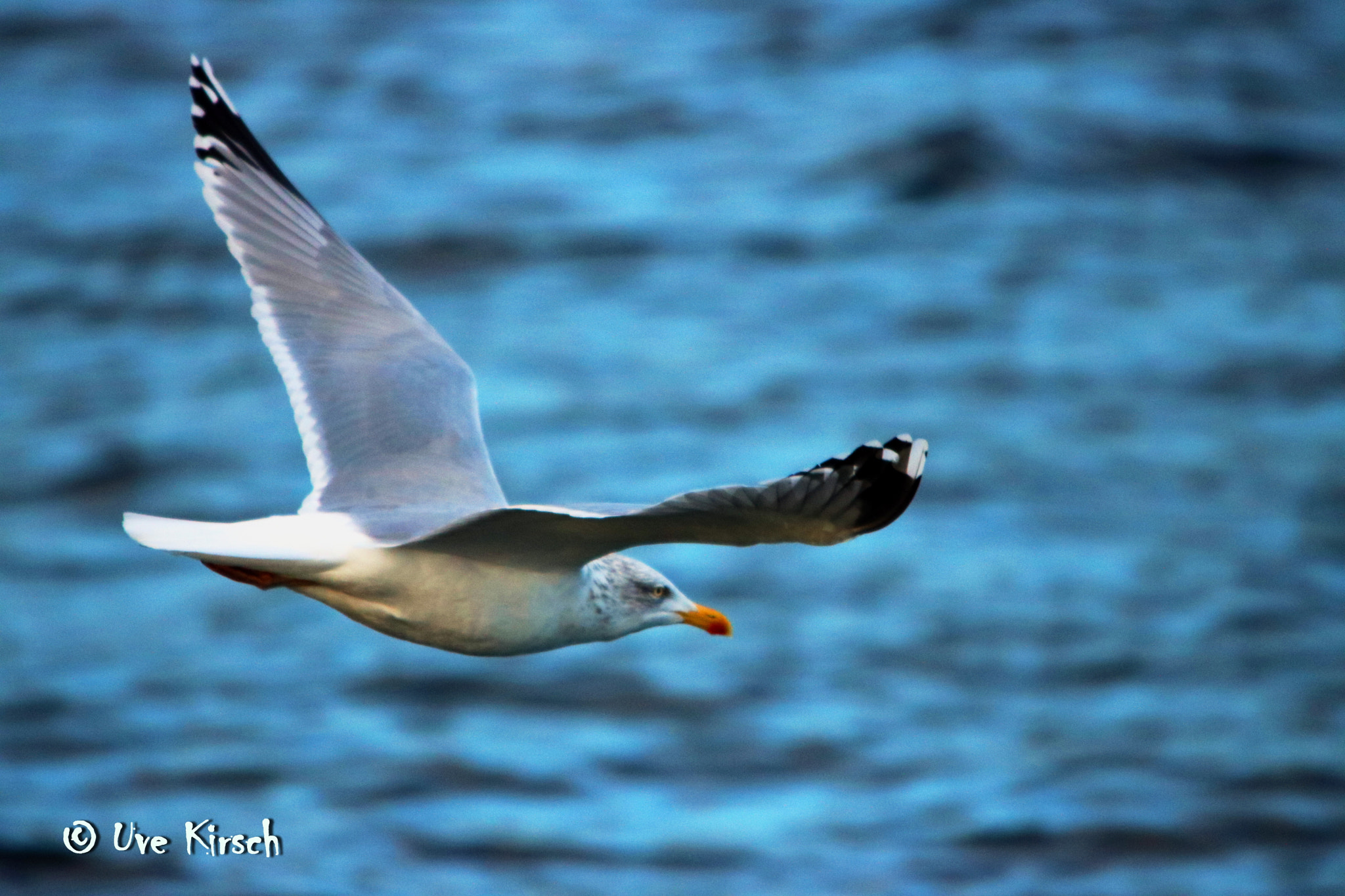 Sigma 150-500mm F5-6.3 DG OS HSM sample photo. Seagul photography