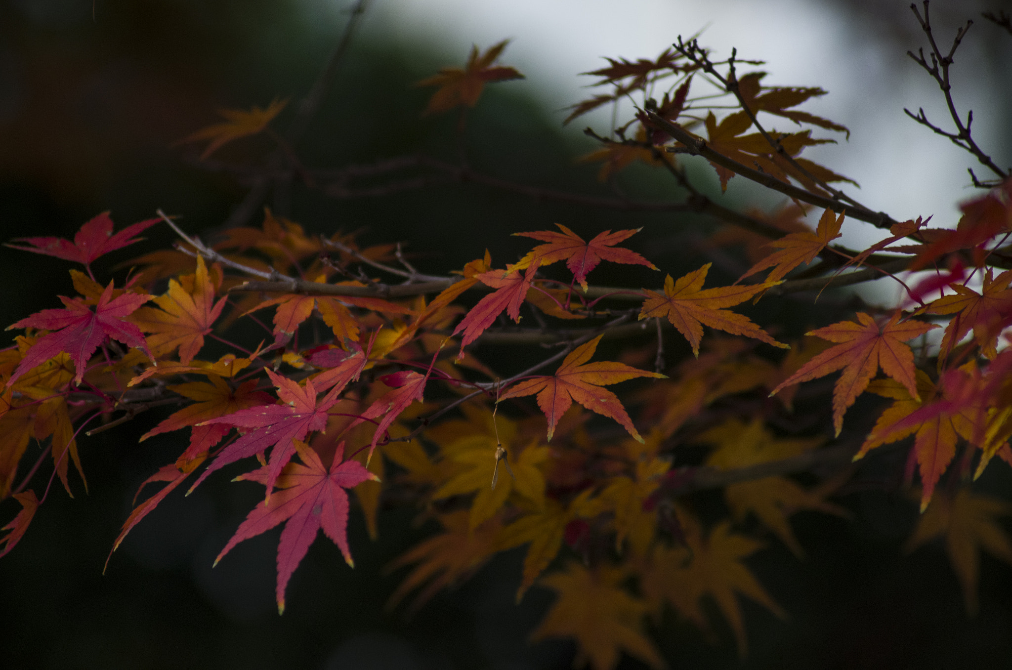 Pentax K-50 sample photo. Hhah photography