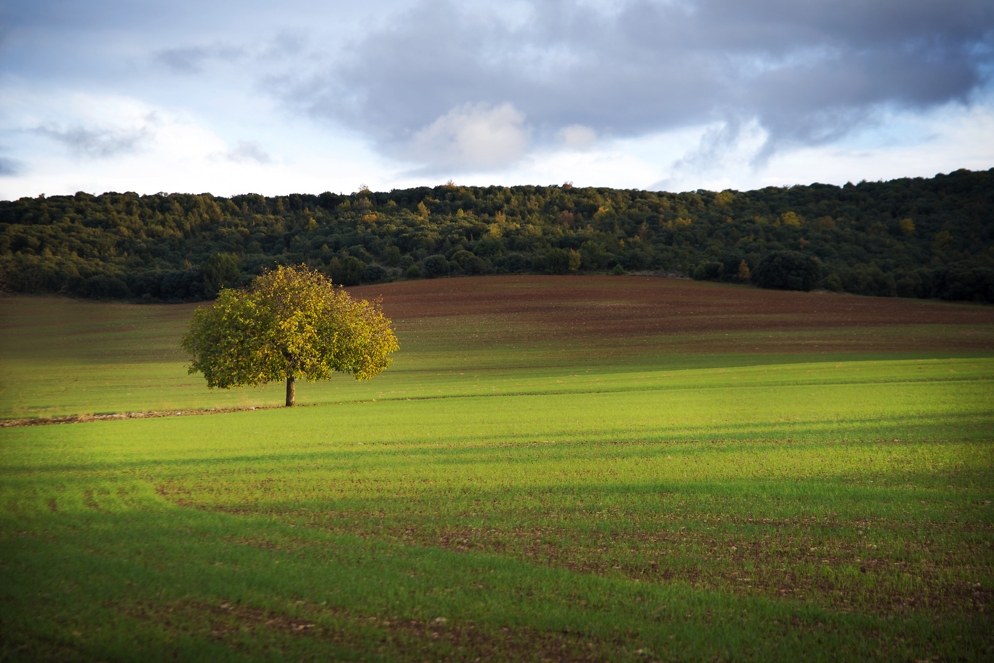 Nikon D800 sample photo. Tree photography