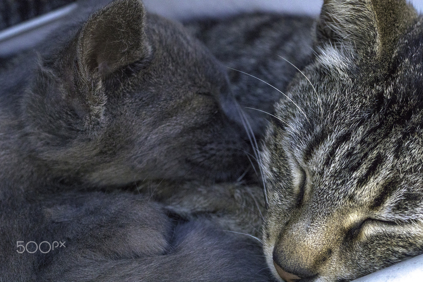 Canon EF 100mm F2.8L Macro IS USM sample photo. Nap-duet photography