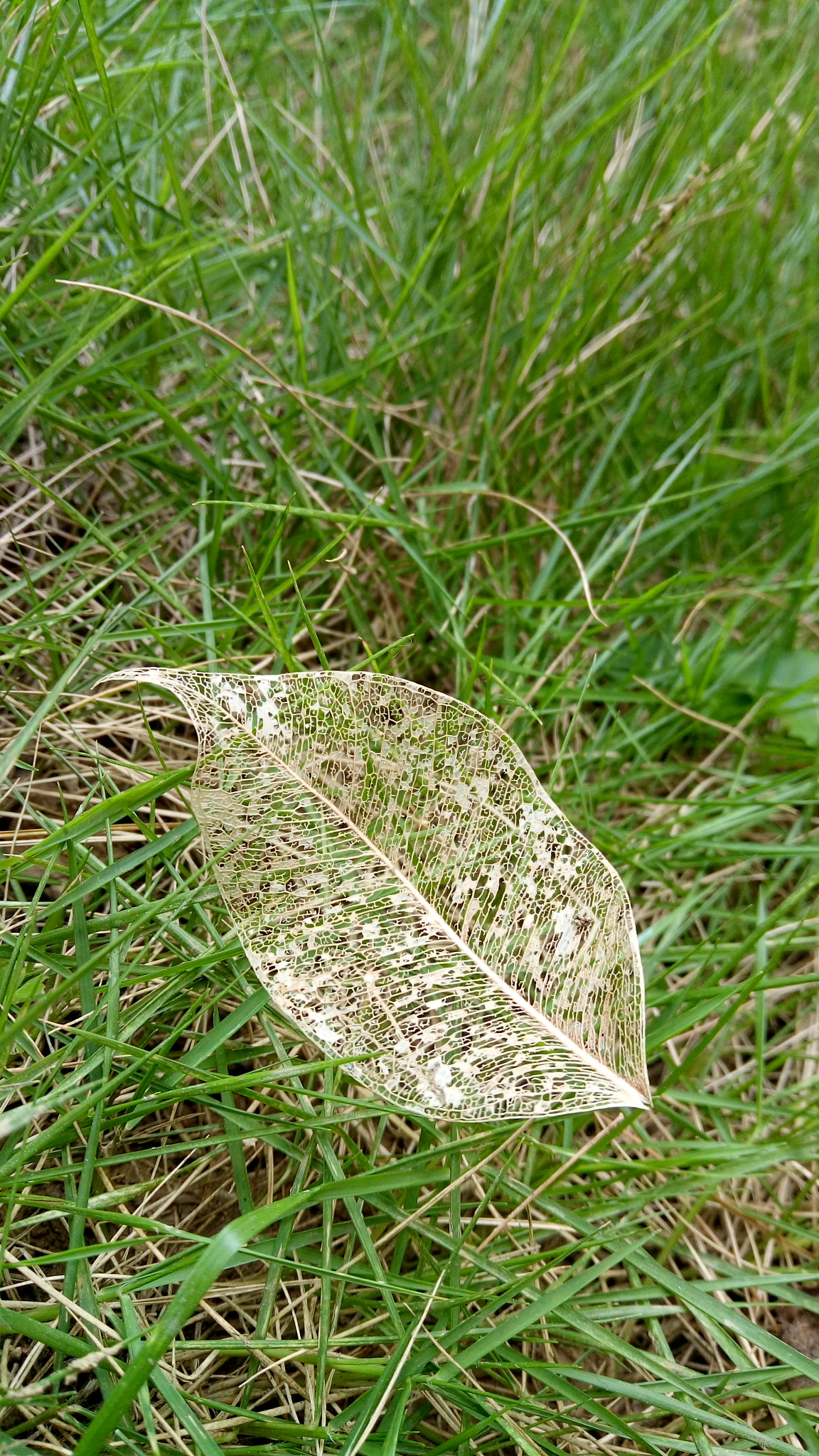 OPPO R7 Plus sample photo. Leaf veins photography