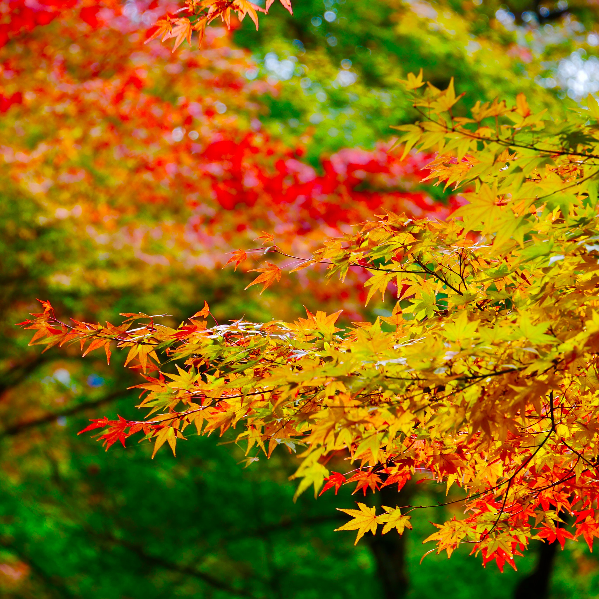 LUMIX G VARIO 35-100/F4.0-5.6 sample photo. 佛通寺 buttsuji photography