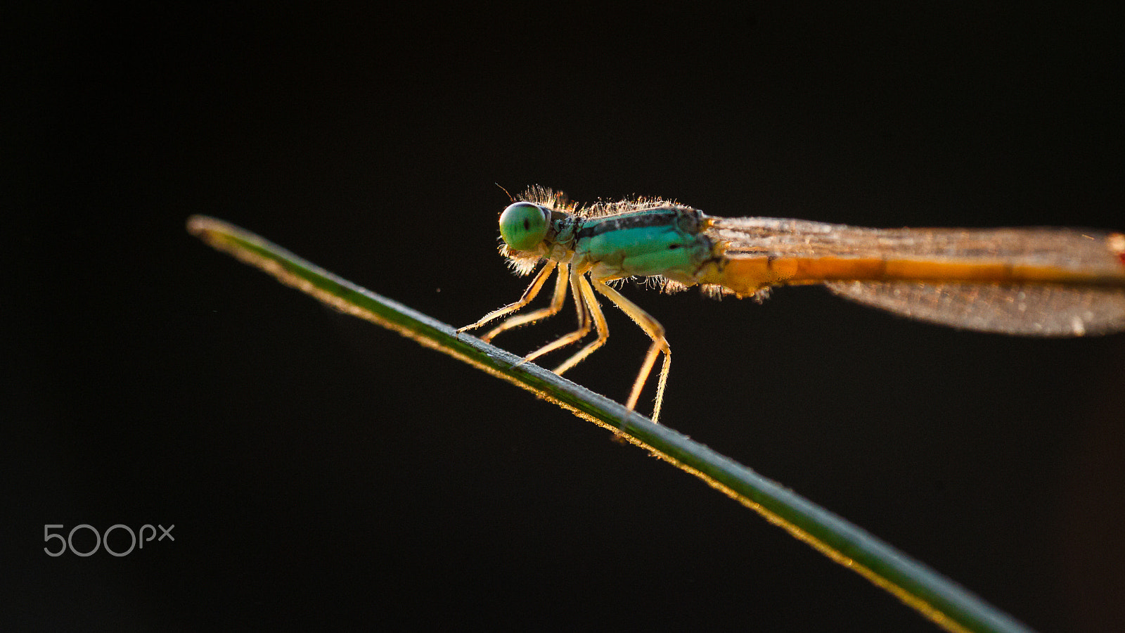 Canon EOS-1D Mark IV sample photo. Miniature nature photography