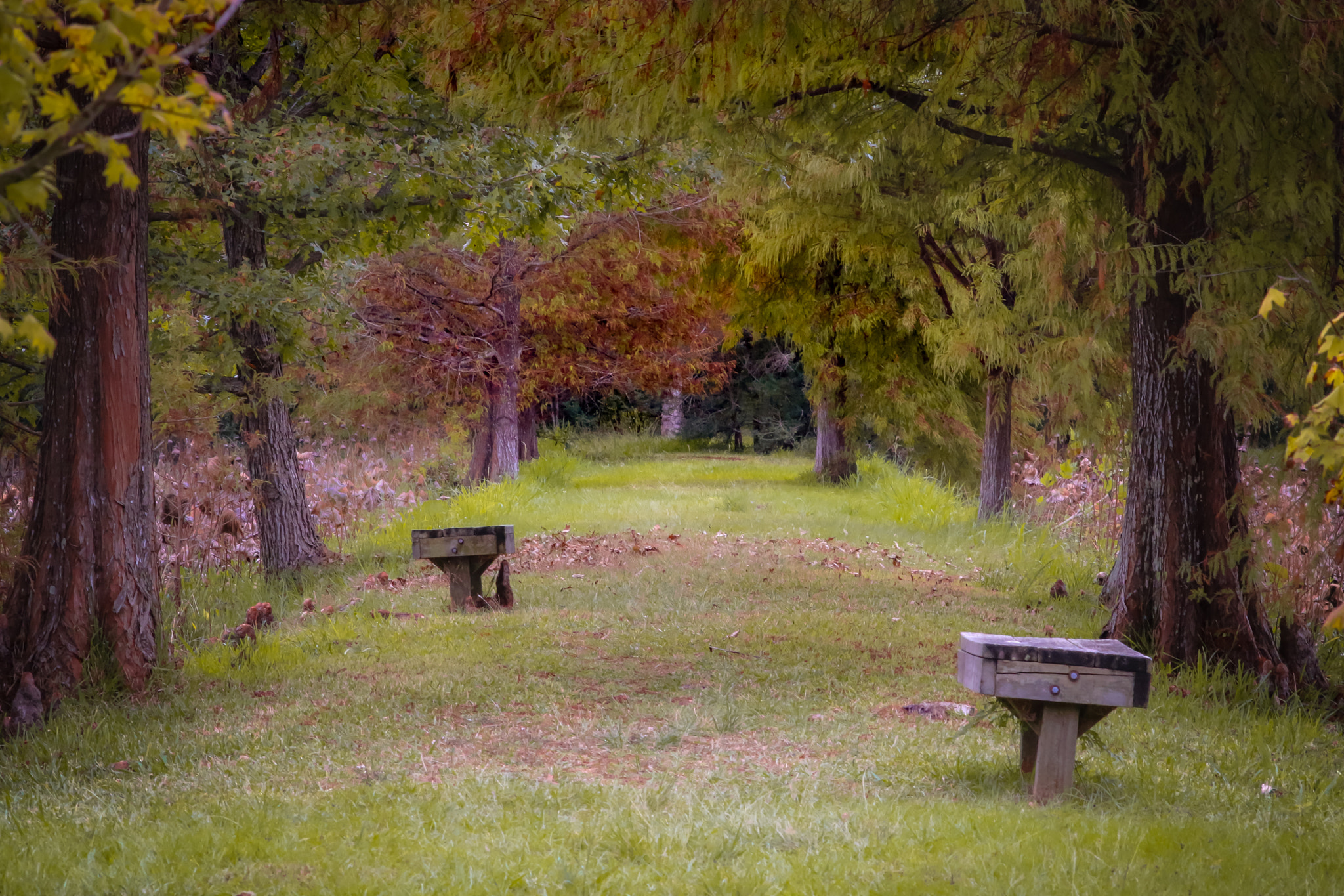 Canon EOS 70D + Sigma 50-200mm F4-5.6 DC OS HSM sample photo. Lonely benches photography