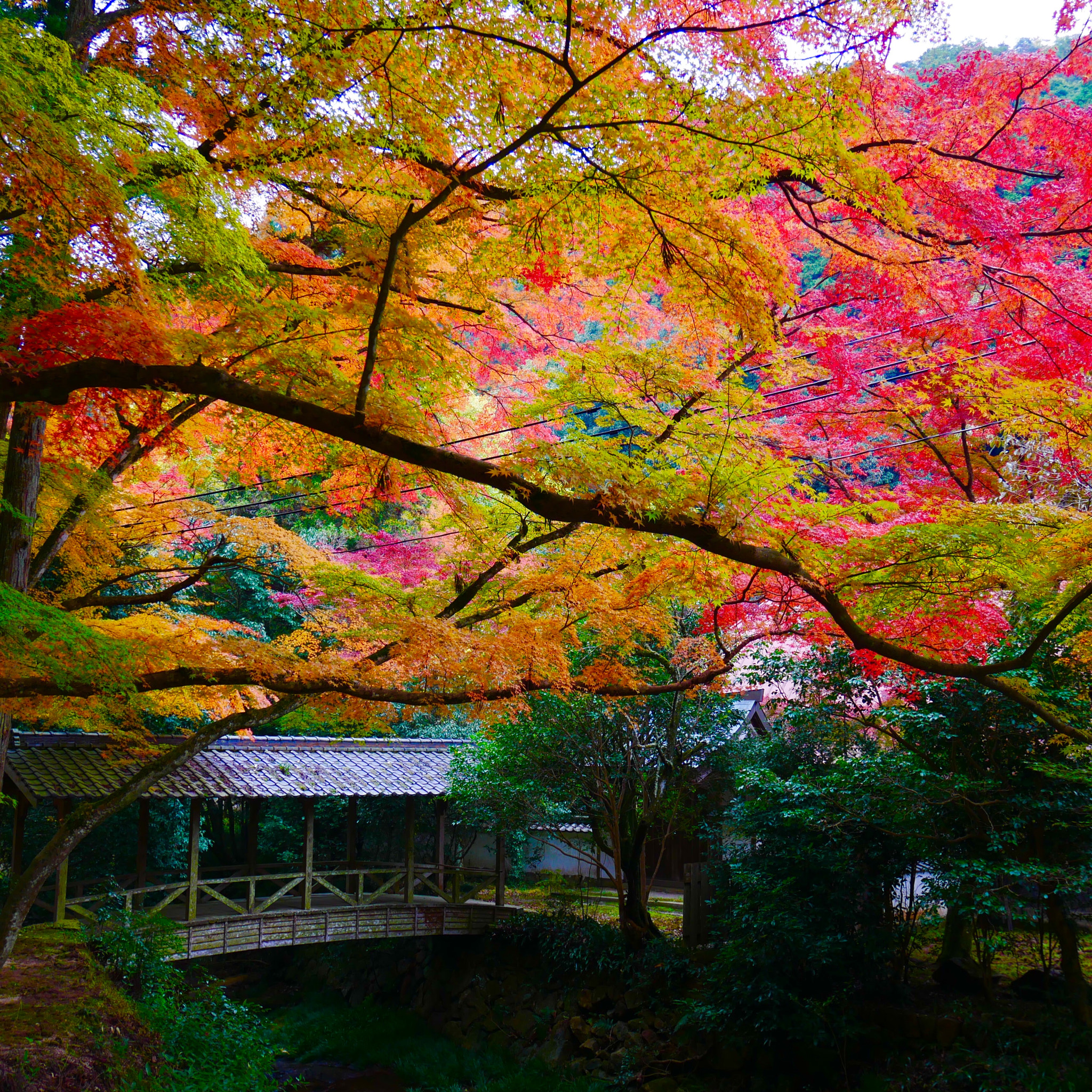 Panasonic Lumix DMC-GX85 (Lumix DMC-GX80 / Lumix DMC-GX7 Mark II) sample photo. 佛通寺 buttsuji photography