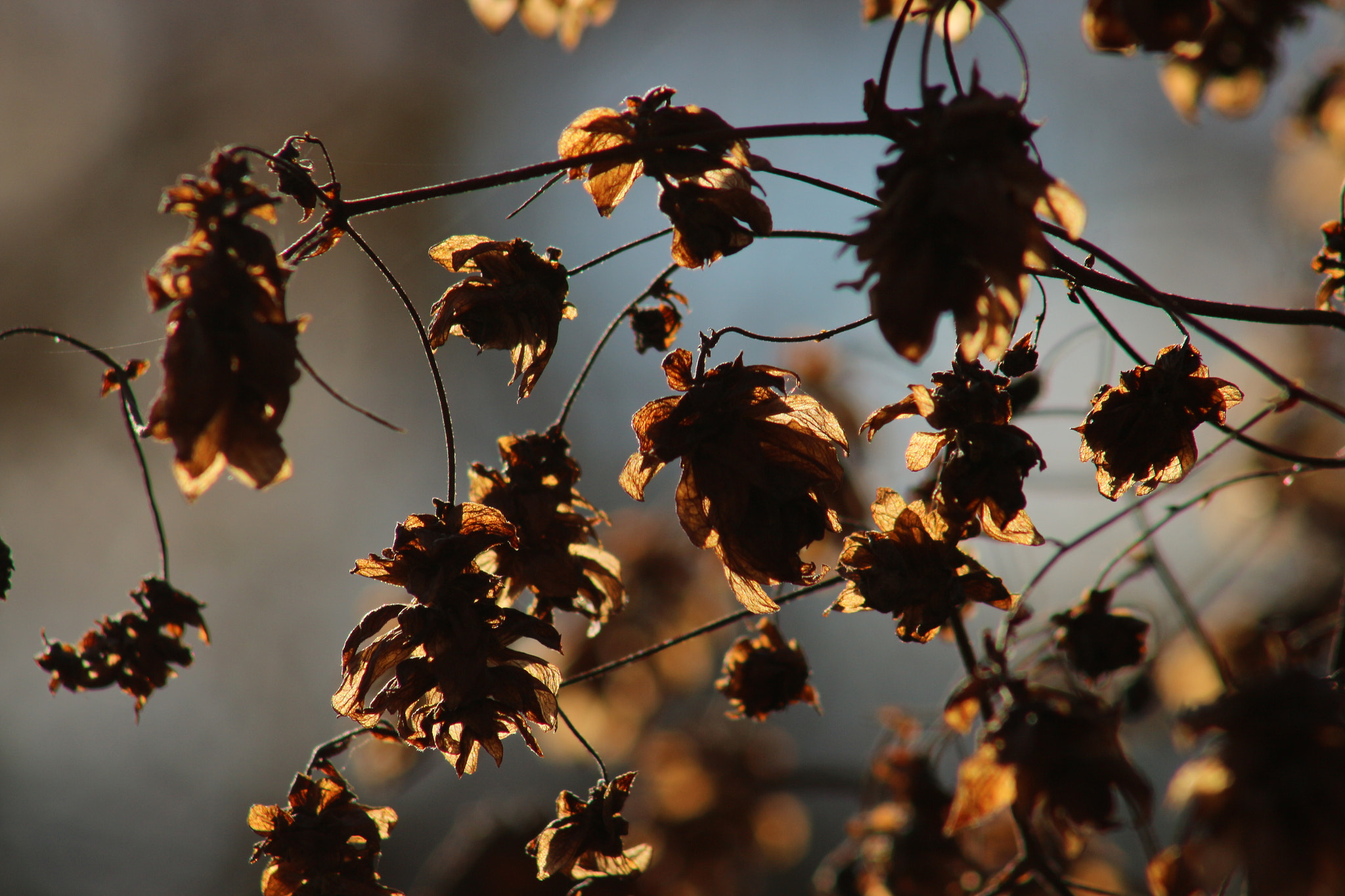 Canon EF 75-300mm f/4-5.6 USM sample photo. Silhouettes of dried hop cones photography