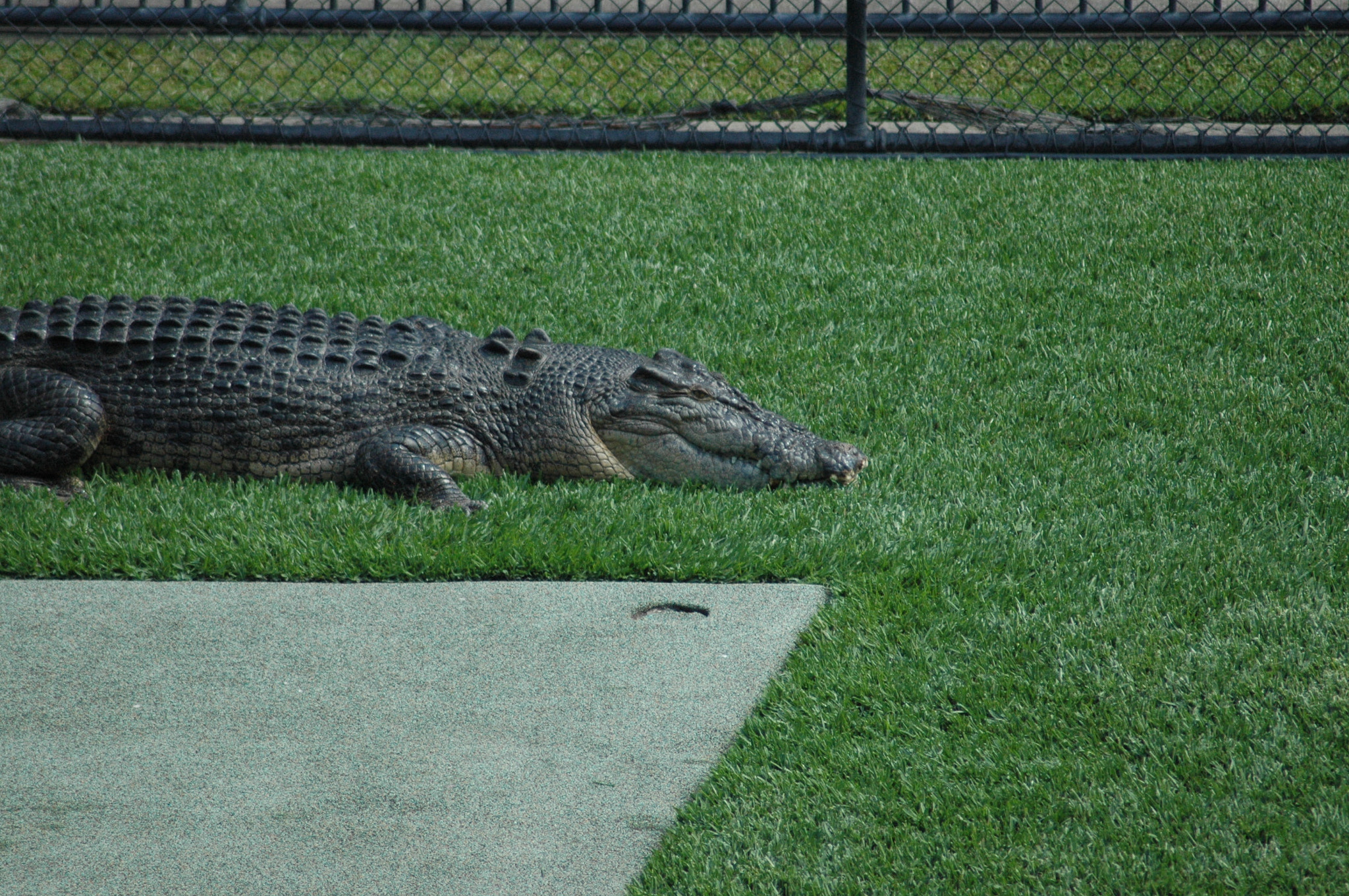 Nikon AF Nikkor 70-300mm F4-5.6G sample photo. Dsc photography