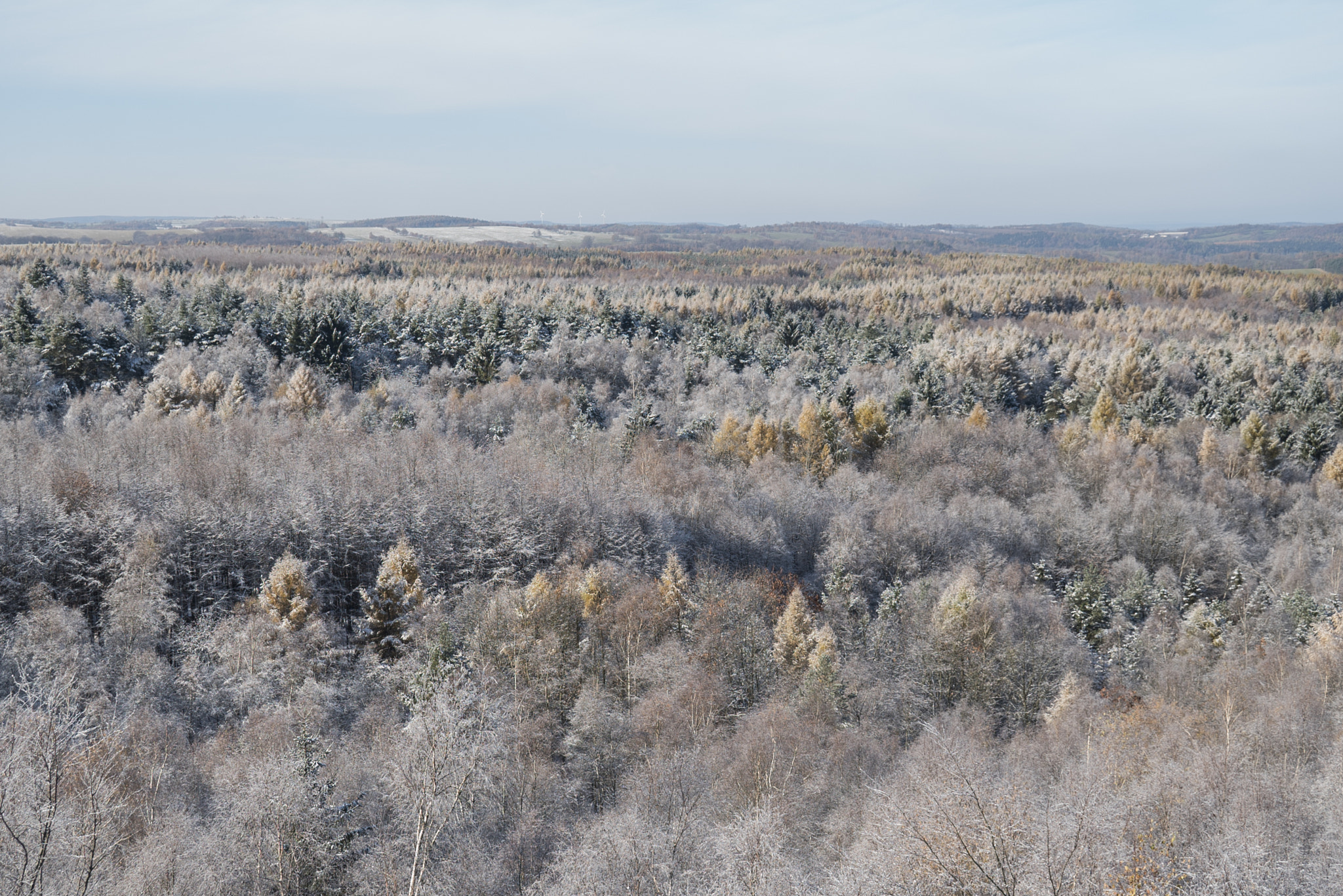 Sony E 18-200mm F3.5-6.3 OSS sample photo. Early winter forest photography