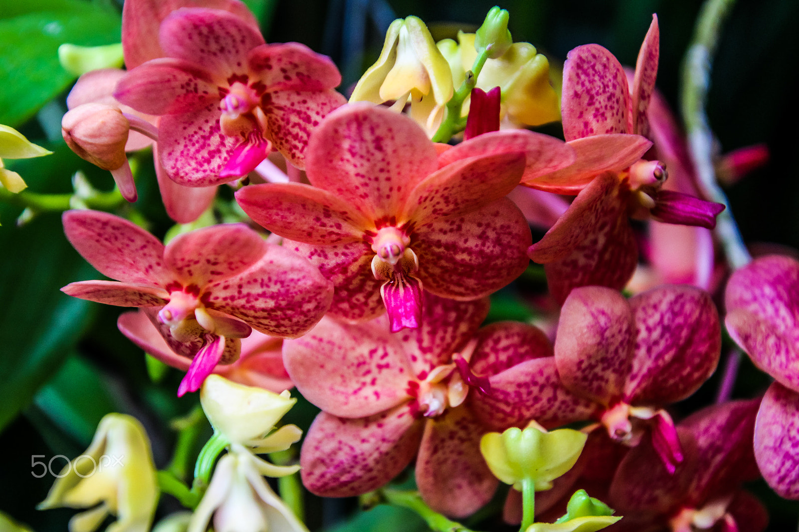 Canon EOS M sample photo. Flowers photography