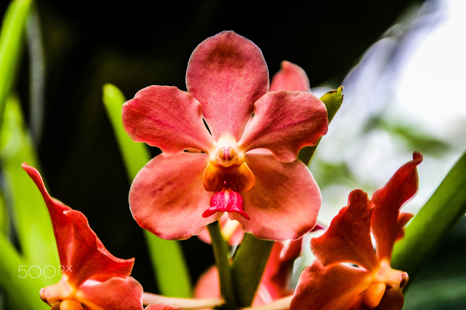 Canon EOS M sample photo. Flowers photography