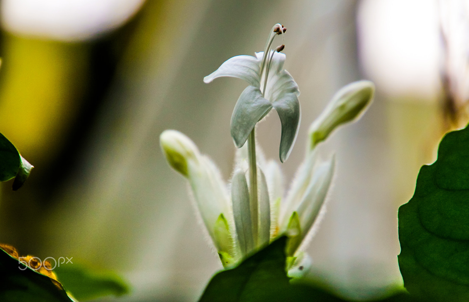 Canon EOS M sample photo. Flowers photography