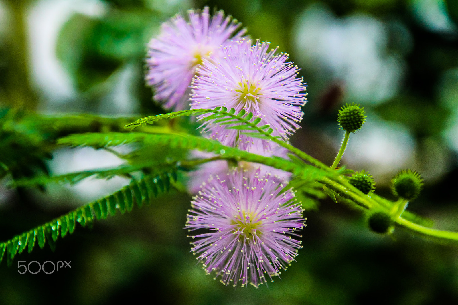 Canon EOS M sample photo. Flowers photography