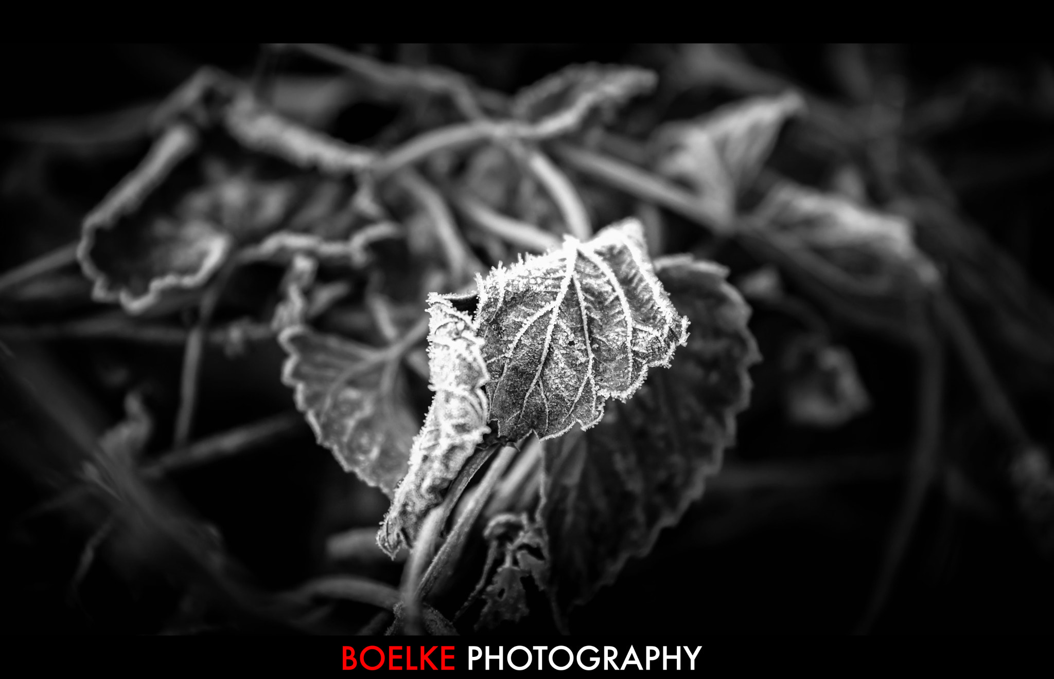 Canon EOS-1Ds Mark III + Sigma 24-105mm f/4 DG OS HSM | A sample photo. Frosty leaves photography