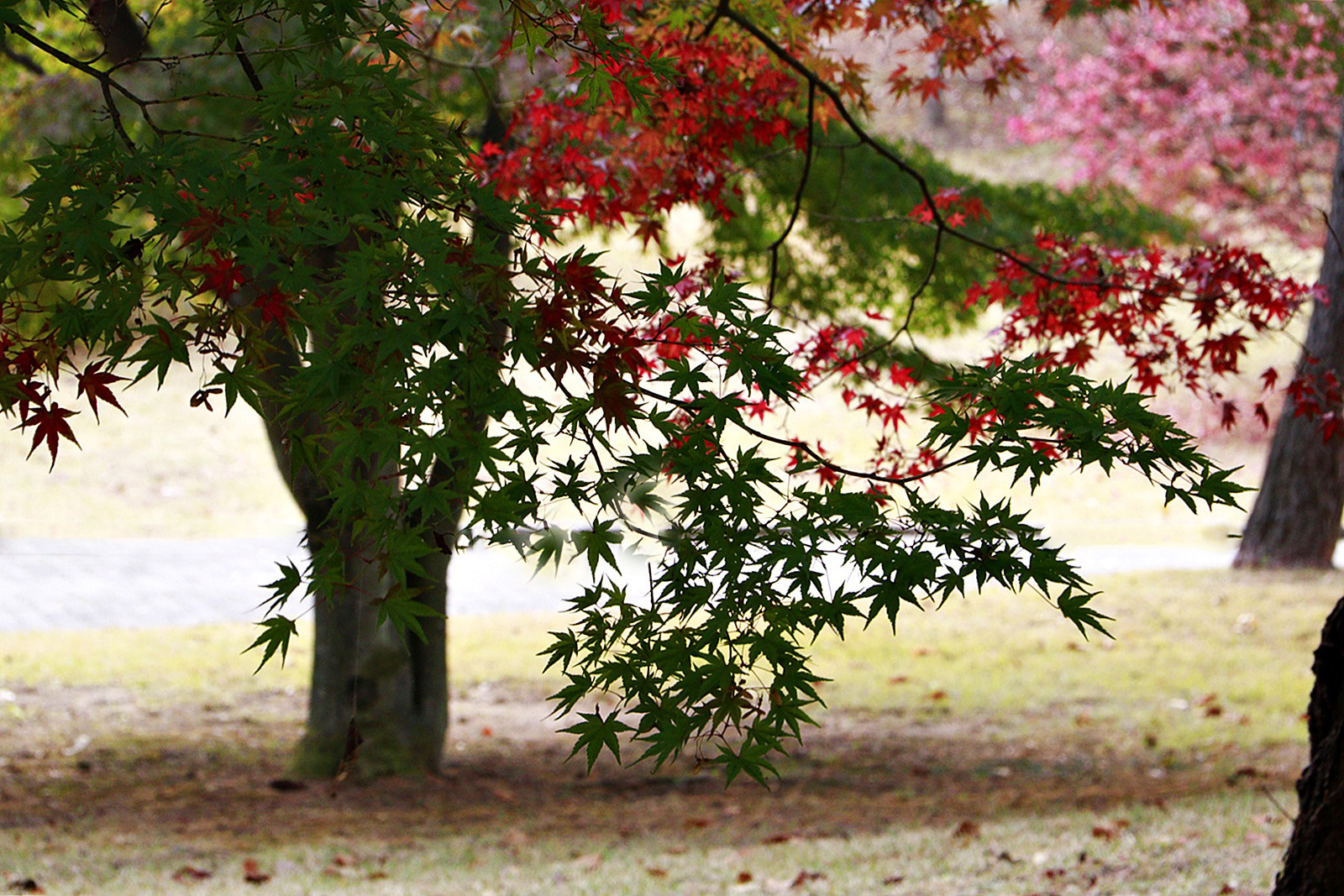 Canon EOS 750D (EOS Rebel T6i / EOS Kiss X8i) sample photo. () photography