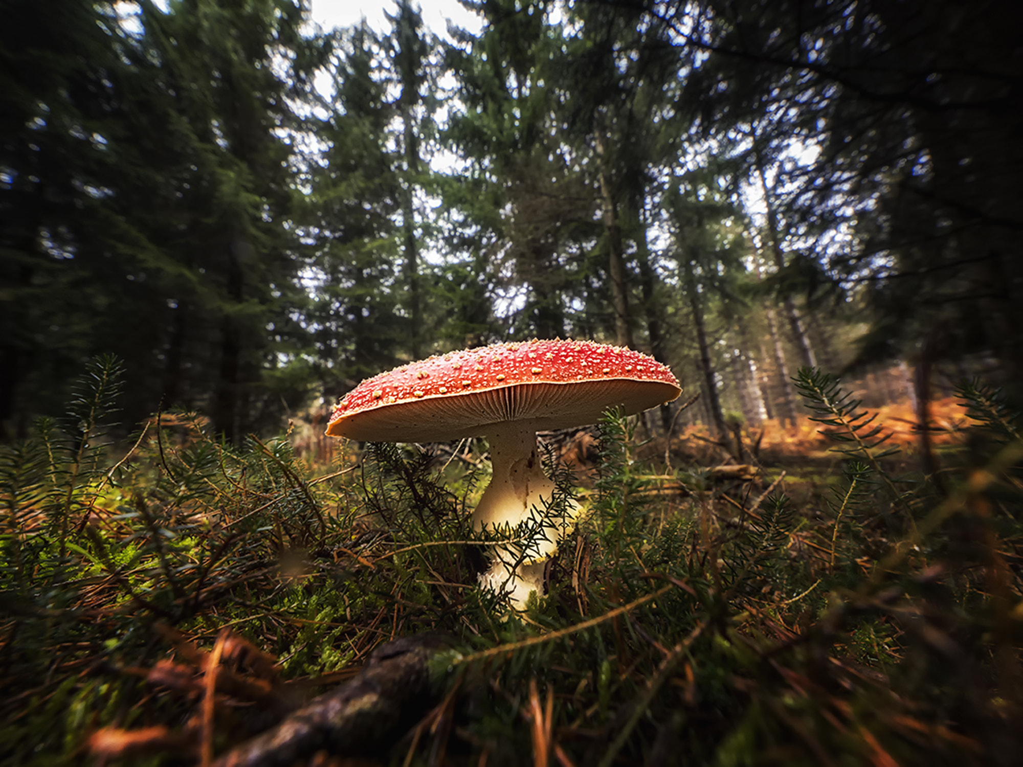 OLYMPUS  7-14mm Lens sample photo. Time of mushrooms and rolex photography