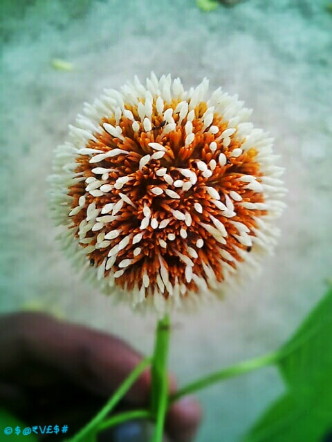 Micromax Canvas A1 sample photo. Google camera photography