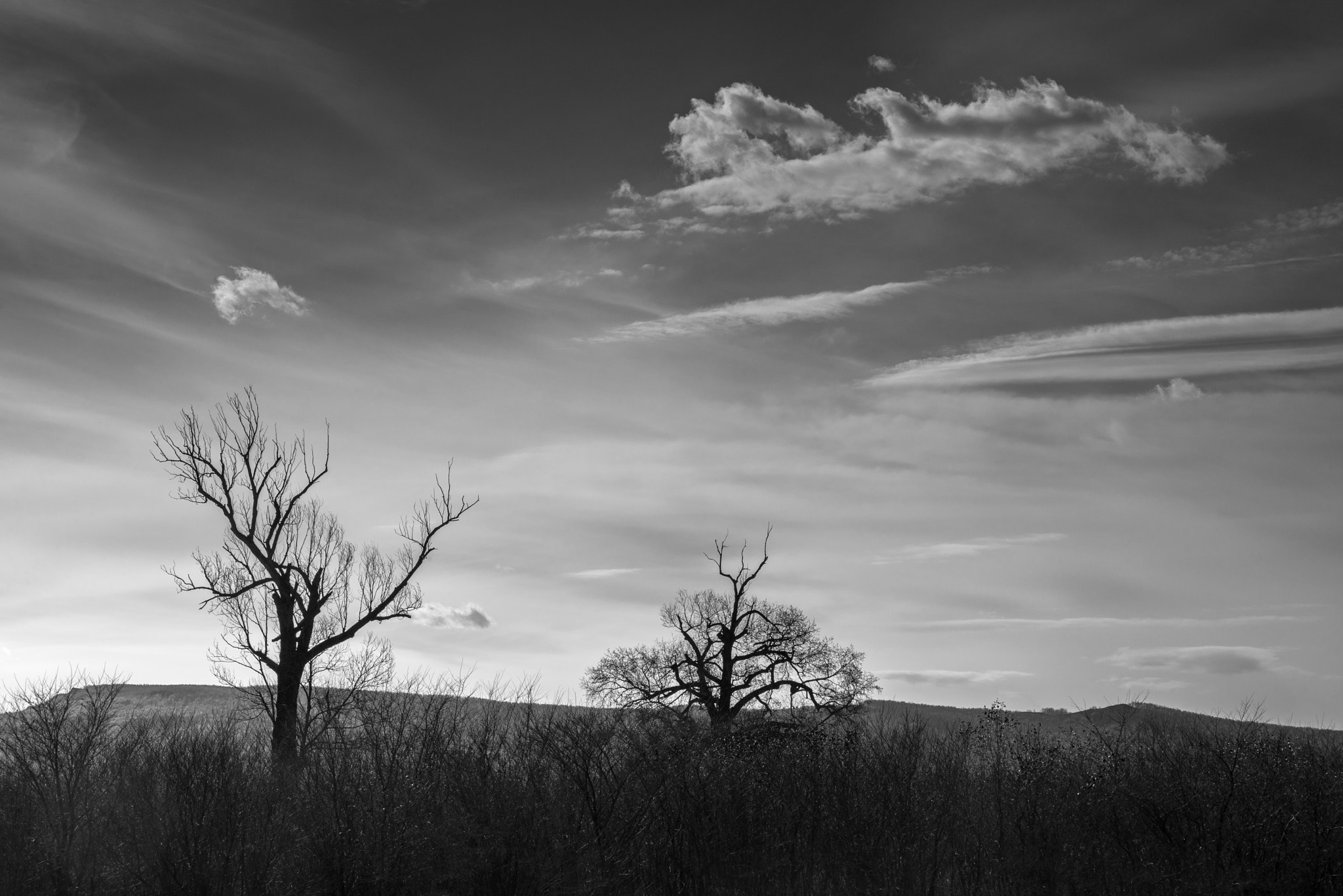 Nikon AF Nikkor 24-85mm F2.8-4D IF sample photo. Landscape tree silhouette photography