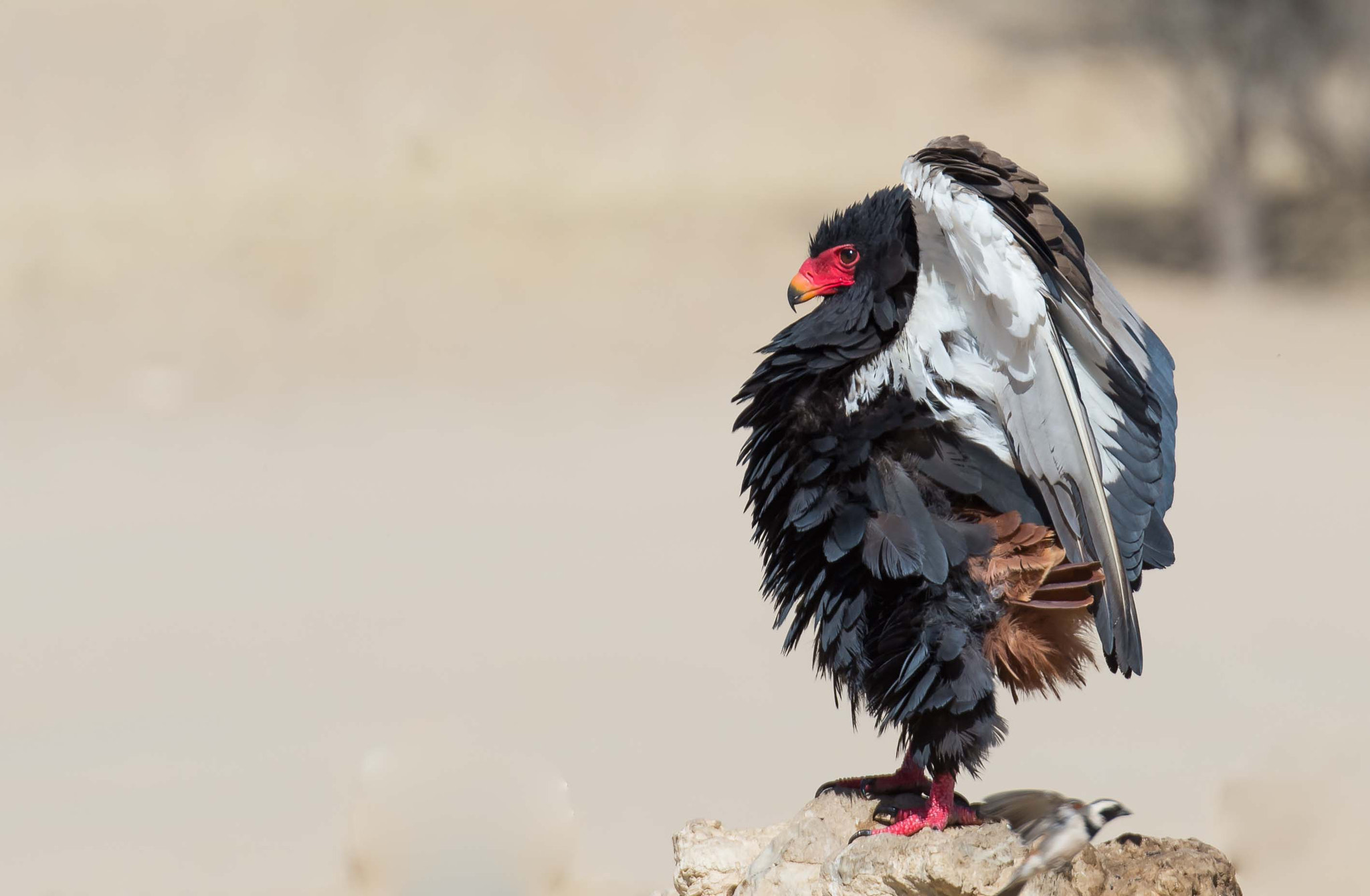 Nikon D4S sample photo. Bateleur eagle photography