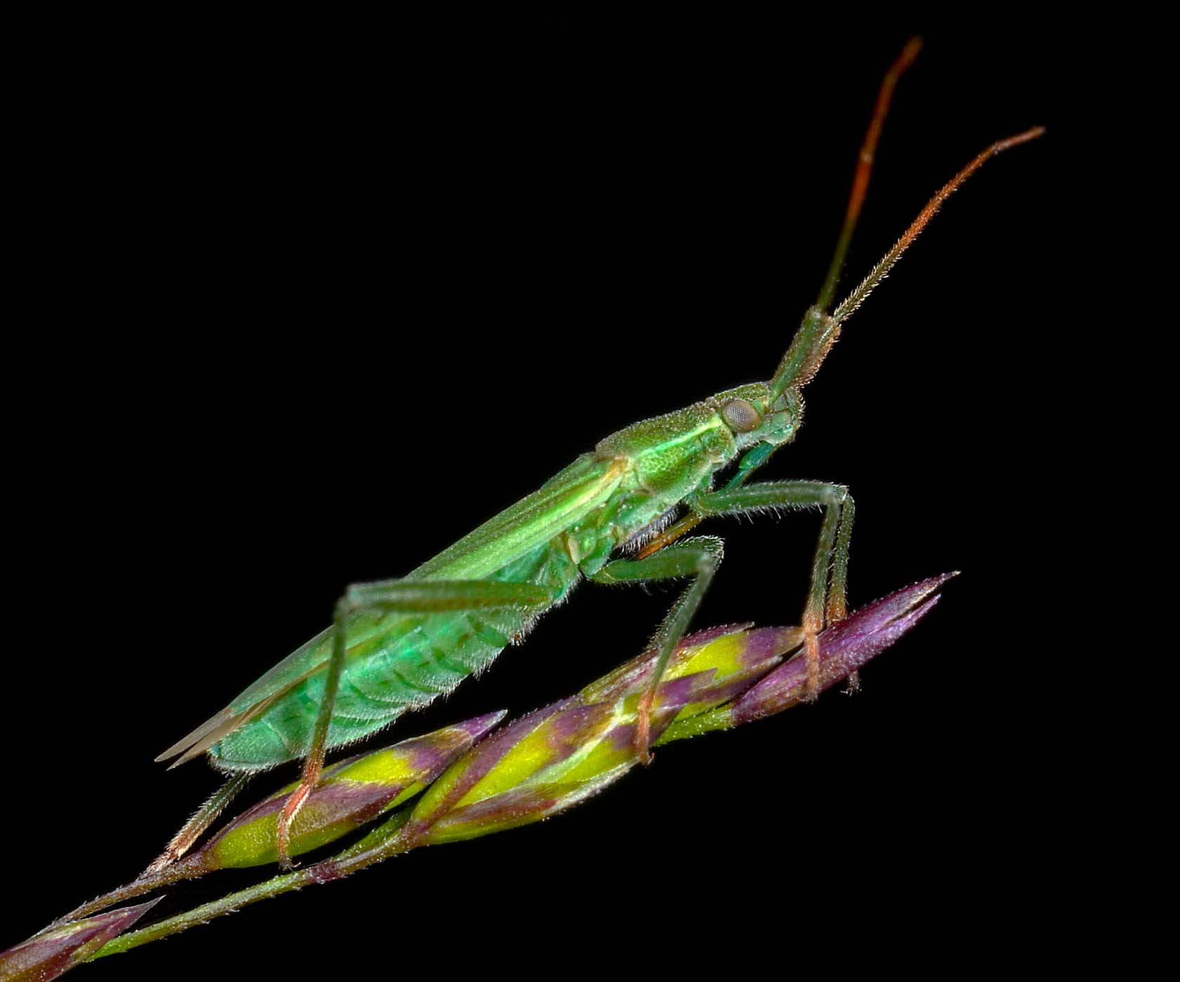 Canon MP-E 65mm F2.5 1-5x Macro Photo sample photo. The insect photography