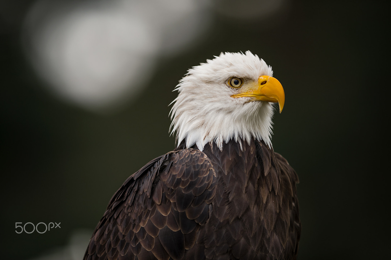Canon EF 400mm F2.8L IS II USM sample photo. Seaeagle... photography