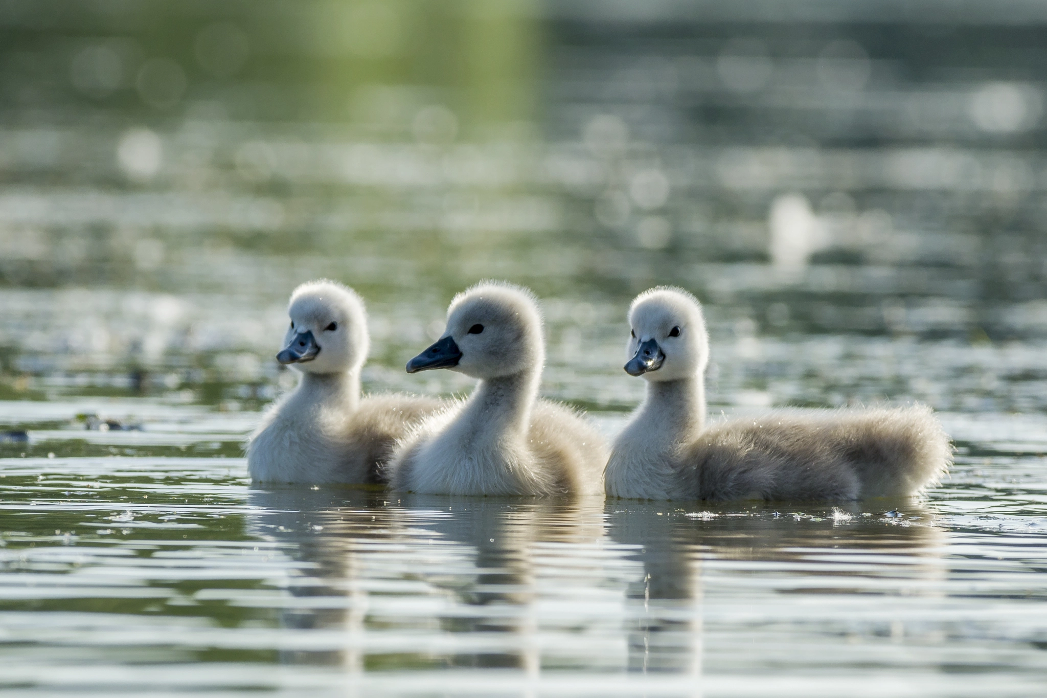 Pentax smc DA* 300mm F4.0 ED (IF) SDM sample photo. Swans photography