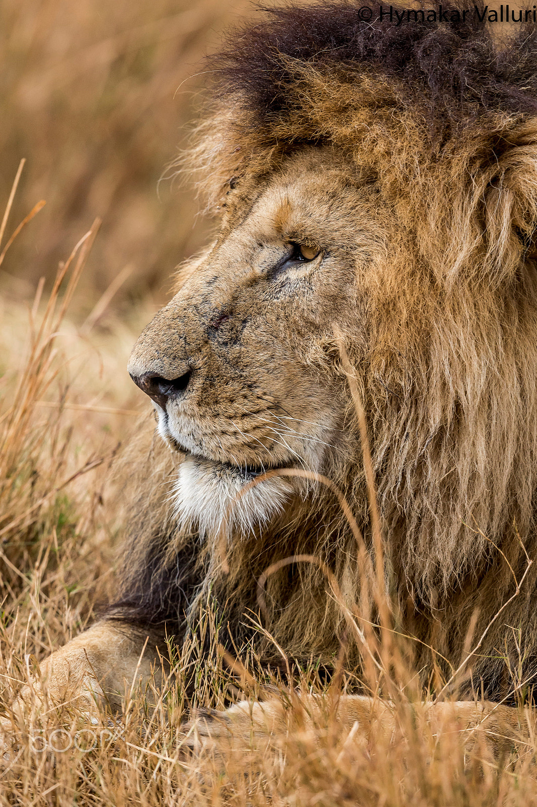 Canon EF 500mm F4L IS II USM sample photo. Lion portrait photography