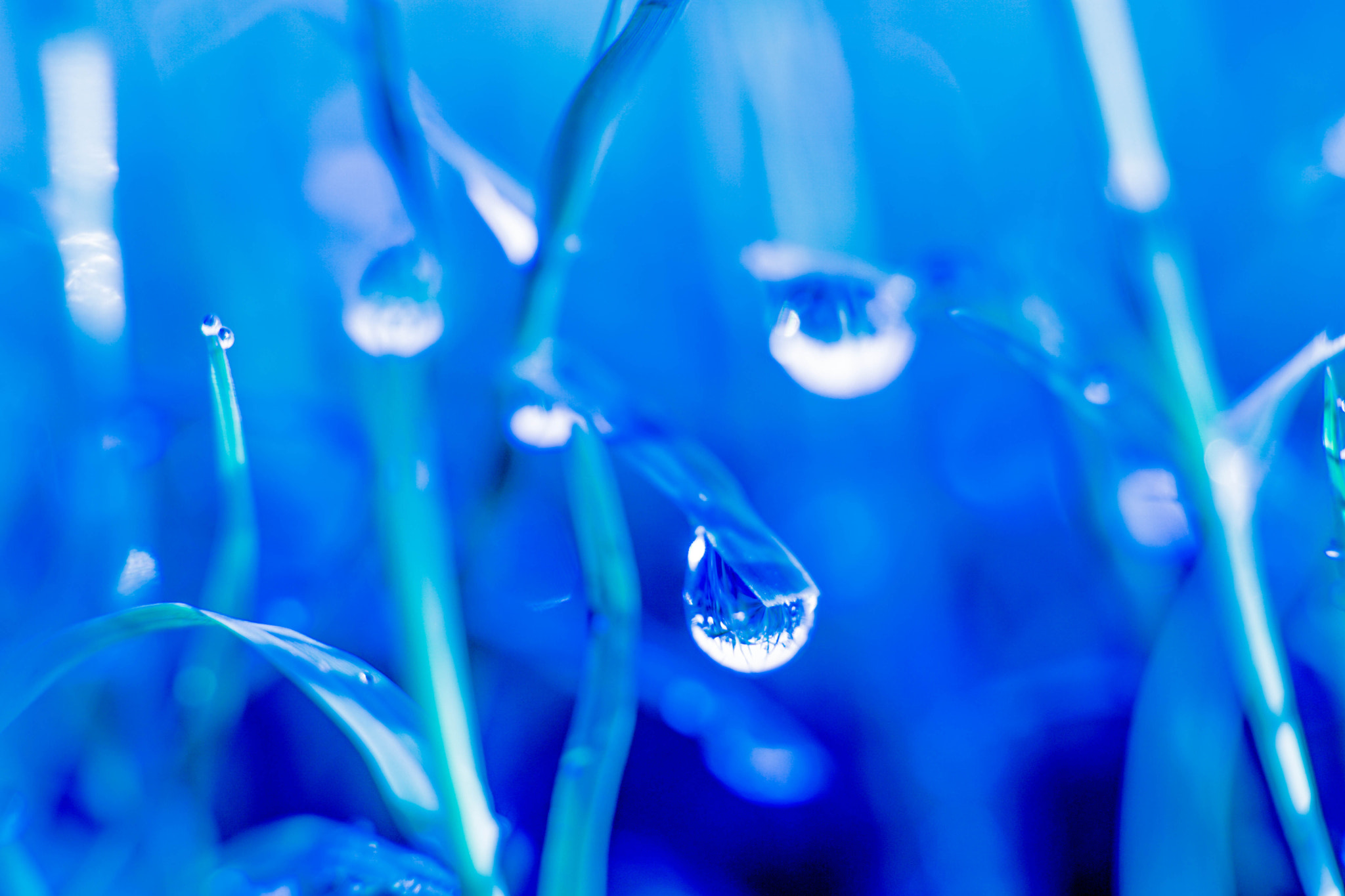 Sony DT 50mm F1.8 SAM sample photo. Natures secret world photography