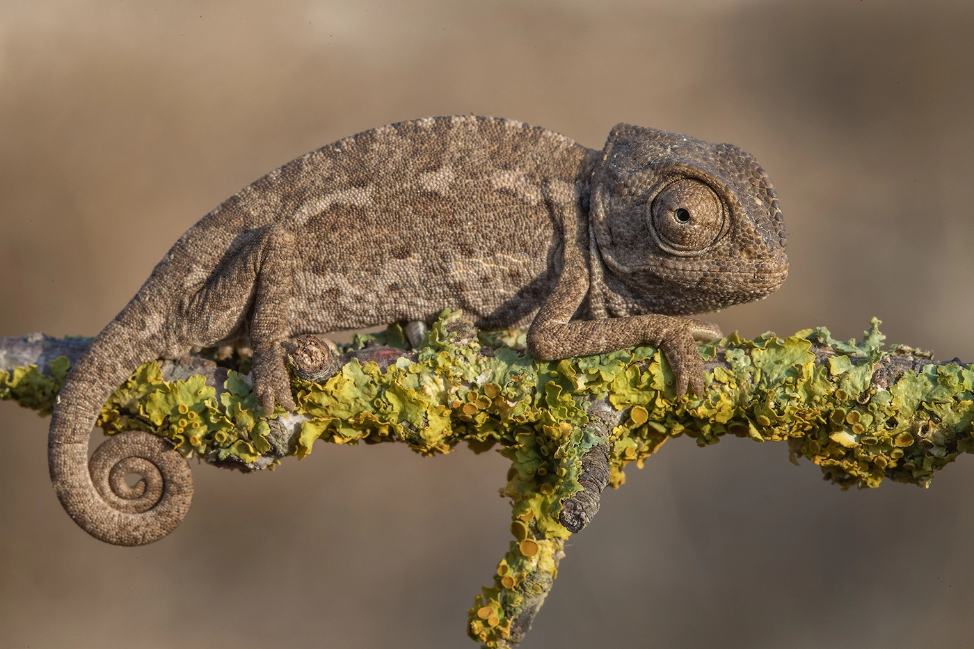 Canon EF 100mm F2.8L Macro IS USM sample photo. Chameleon photography