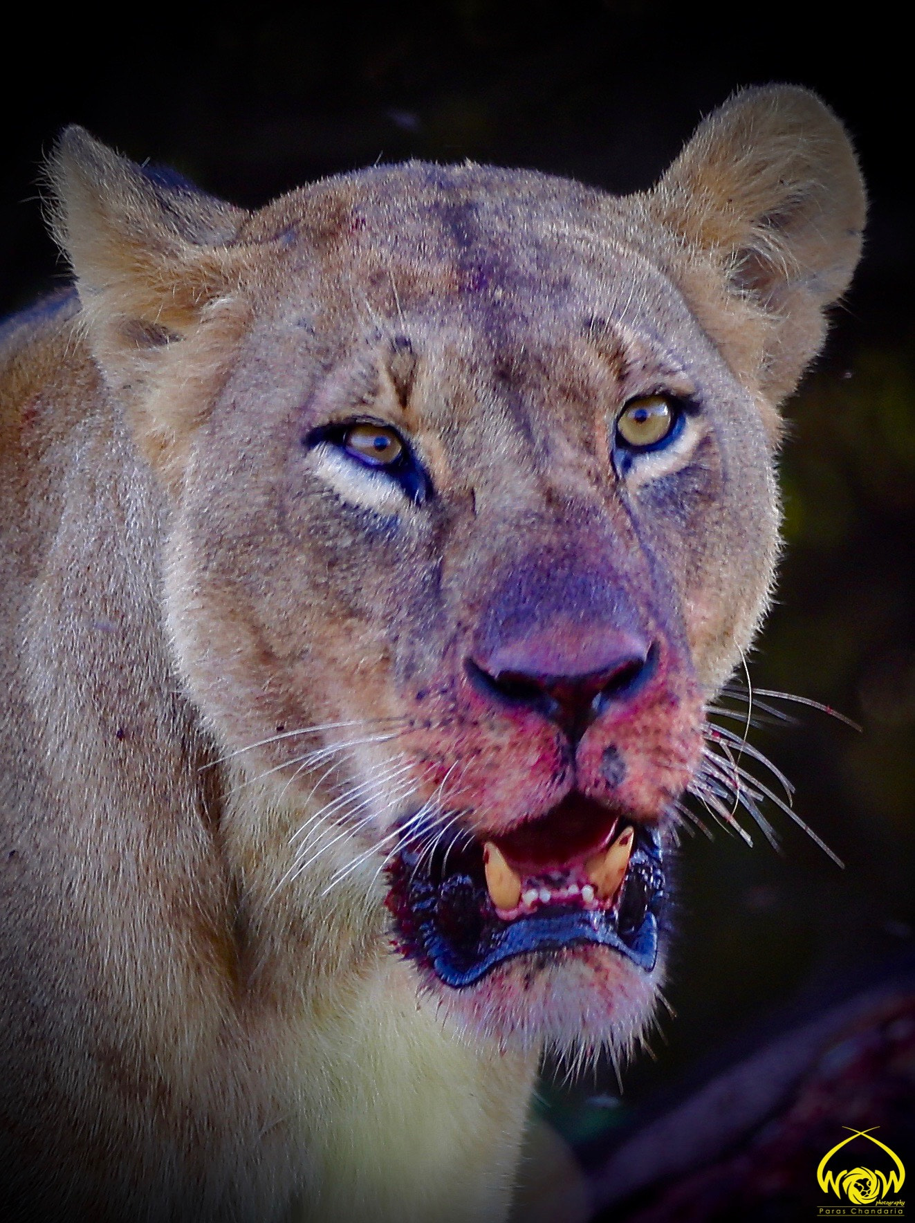 Canon EF 400mm F2.8L IS II USM sample photo. Blood thirsty!! photography