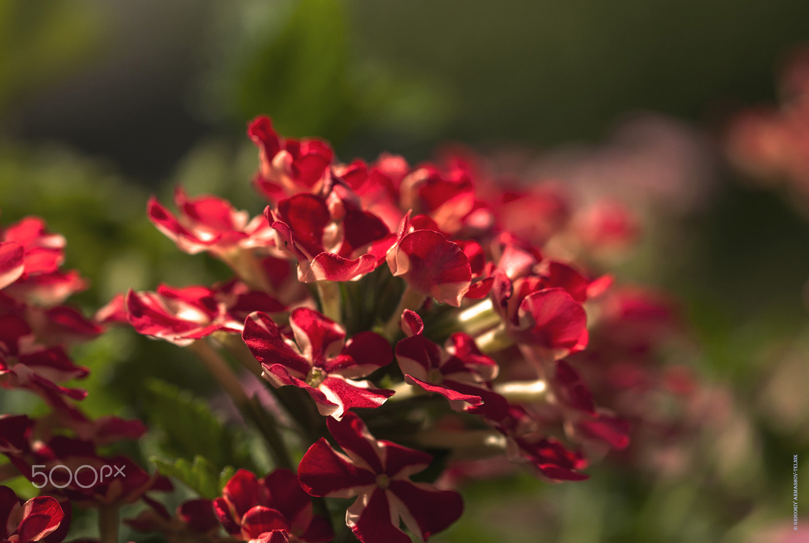 Sigma 105mm F2.8 EX DG OS HSM sample photo. Verbena red photography