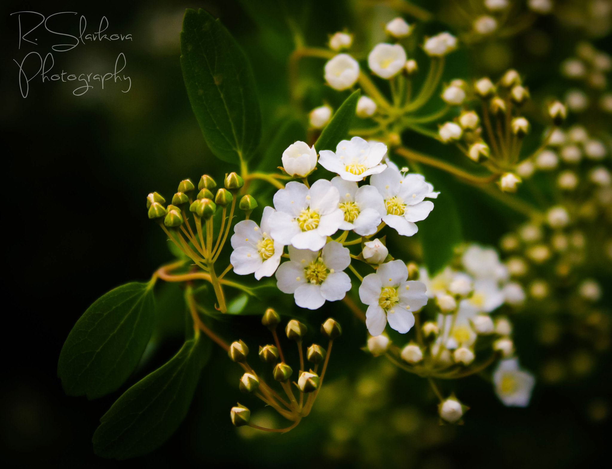 Canon EOS 40D sample photo. White stars. photography
