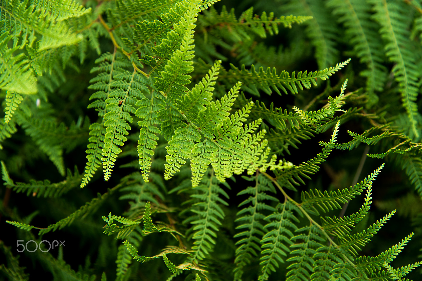 Nikon Df sample photo. Silver fern photography