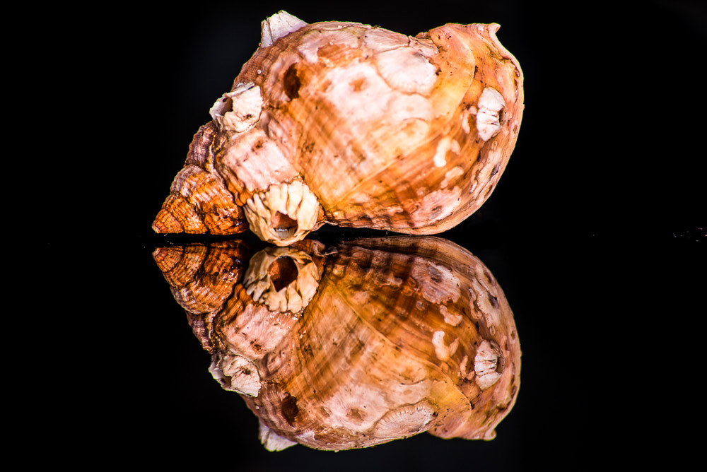 Nikon D610 sample photo. Reflections of a shell photography