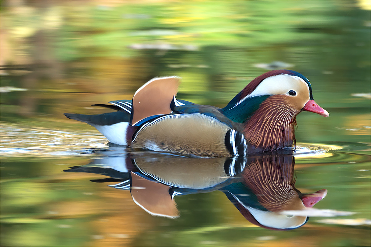 Nikon D7200 + Sigma 50mm F2.8 EX DG Macro sample photo. Mandarin duck / mandarinente photography