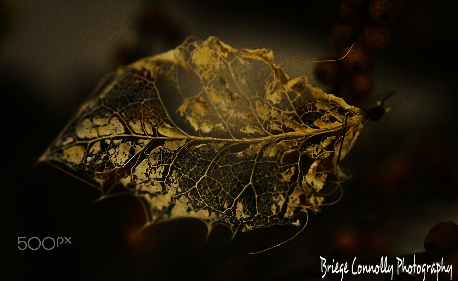 Nikon AF-S Micro-Nikkor 60mm F2.8G ED sample photo. Skeletal holly leaf with berries photography
